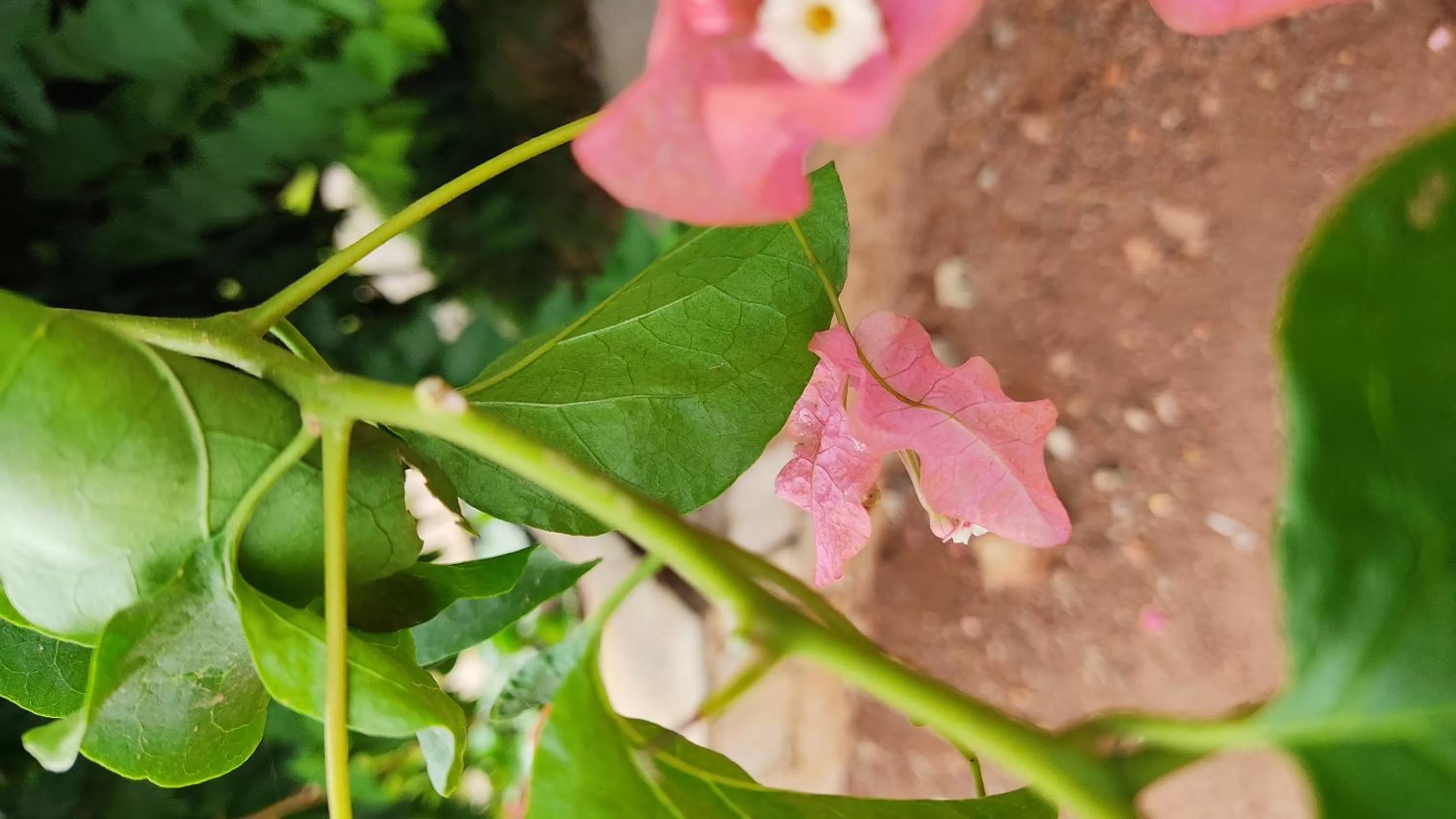 Garden in Kanthi Resorts Badami