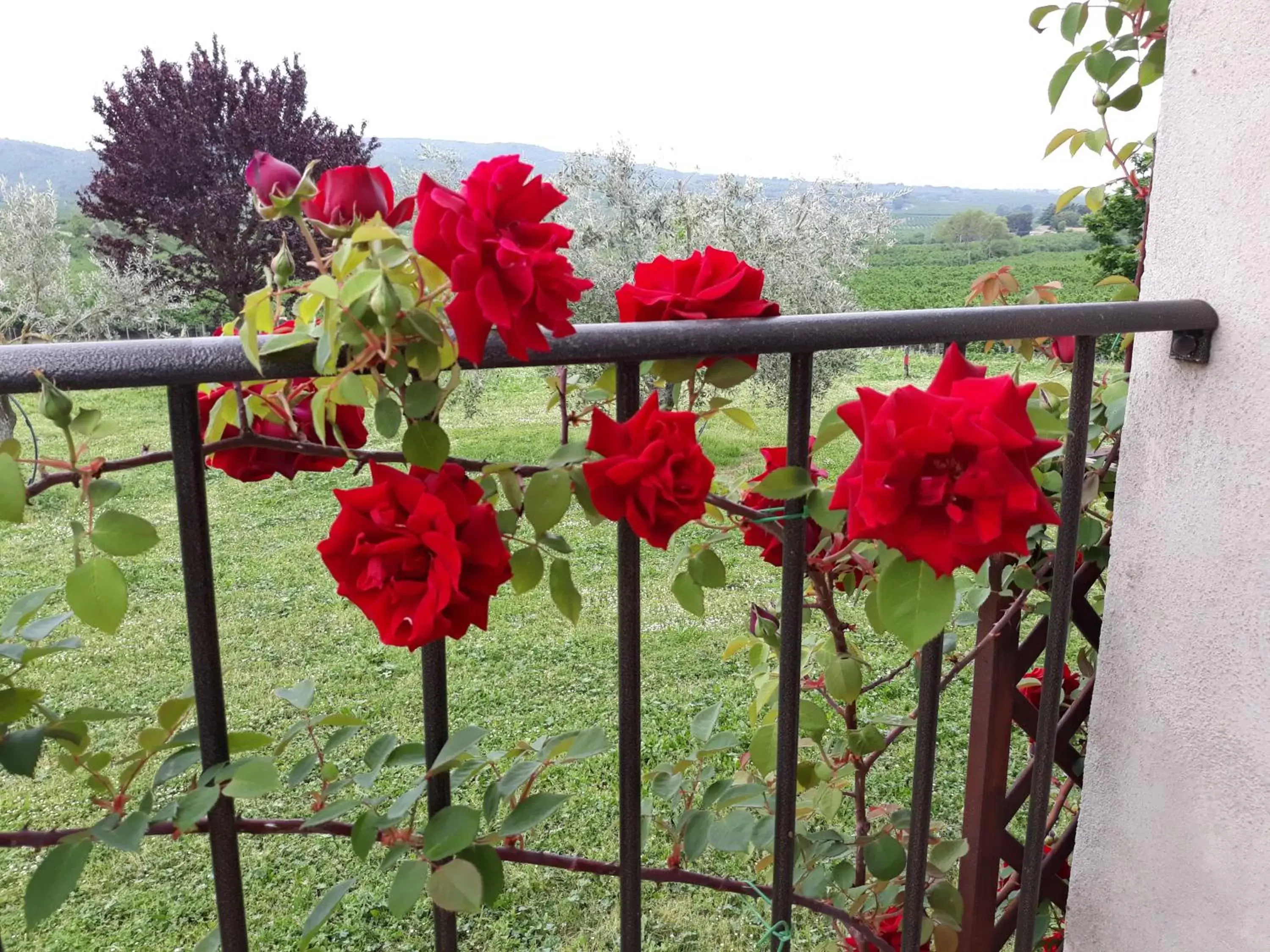 Property building in L'Orto sul Poggio