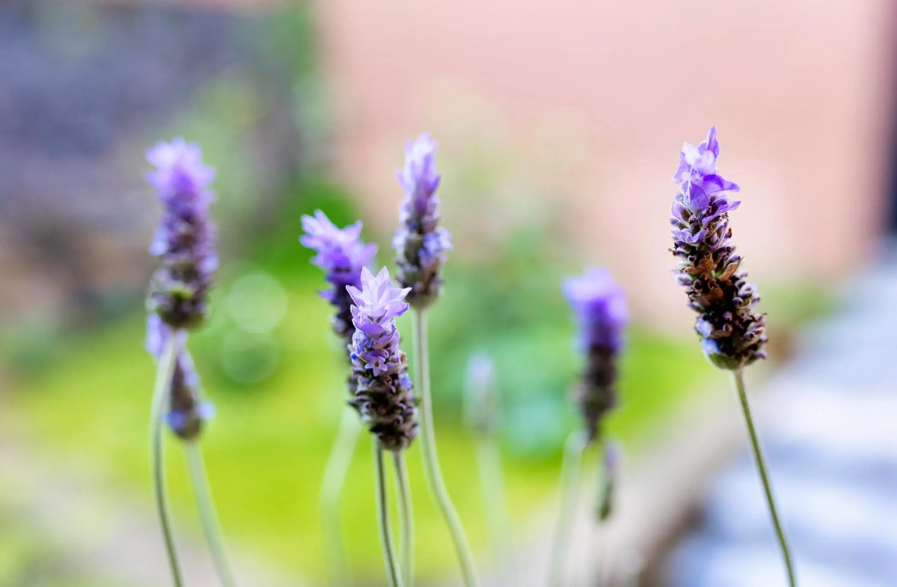 Garden, Other Animals in Casa Lavanda Hotel Boutique