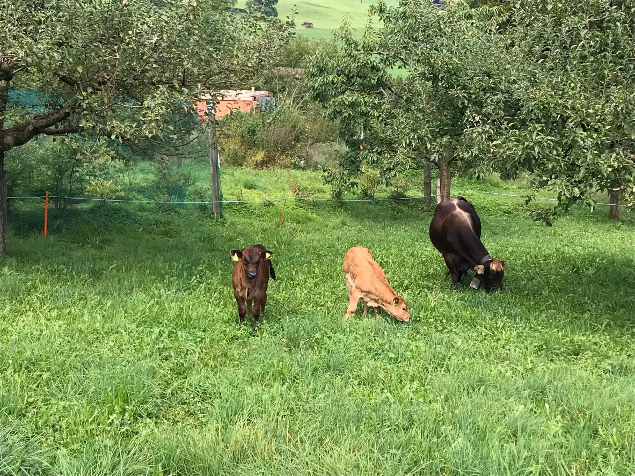 Other Animals in Hirschfarm, Goldau