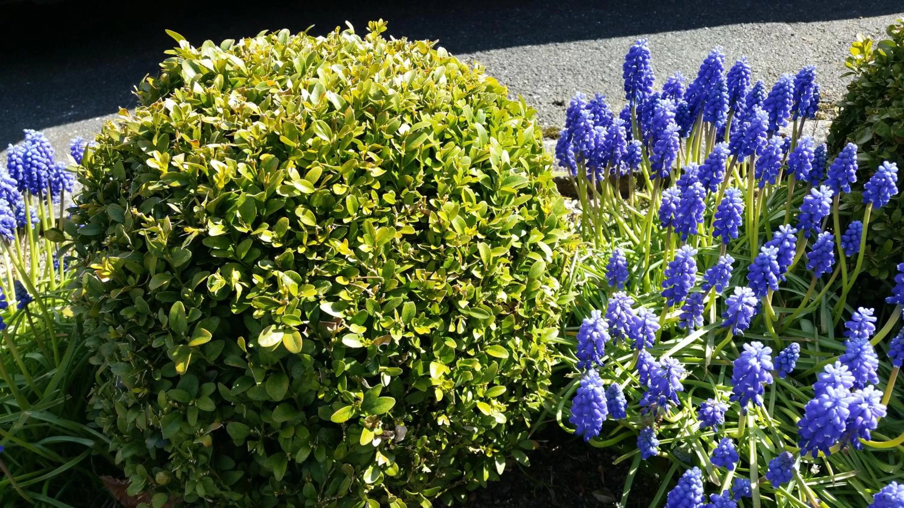 Garden in B&B Orchidee