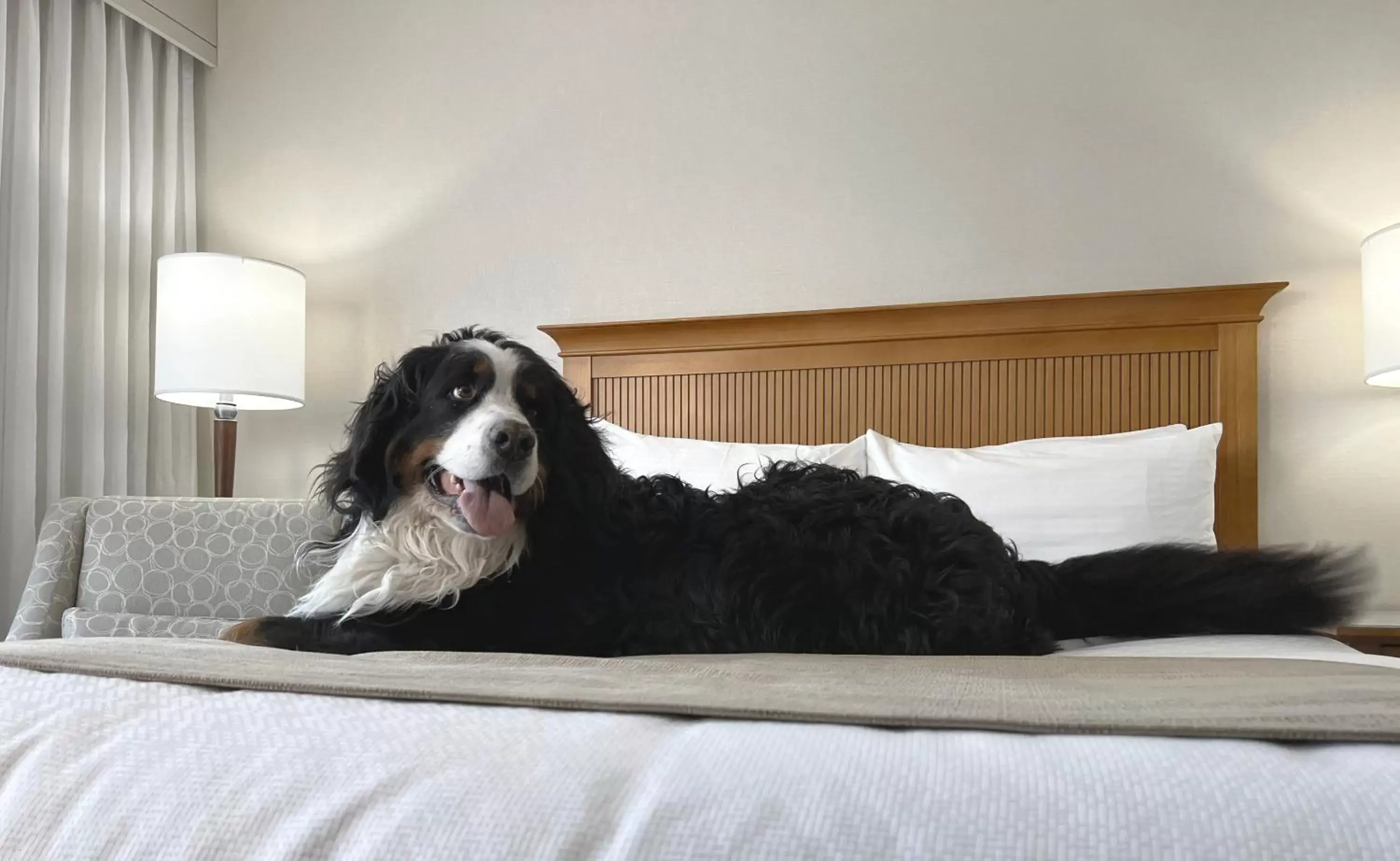 Pets, Bed in Coast Capri Hotel