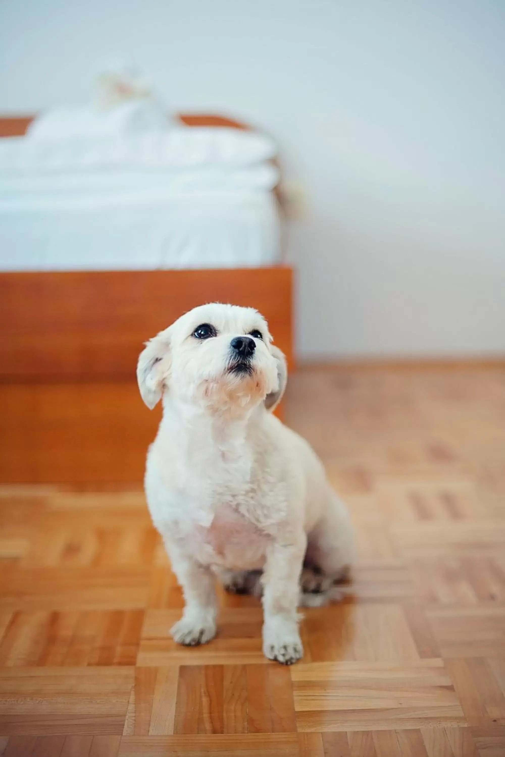 Pets in Hotel Bajt Maribor