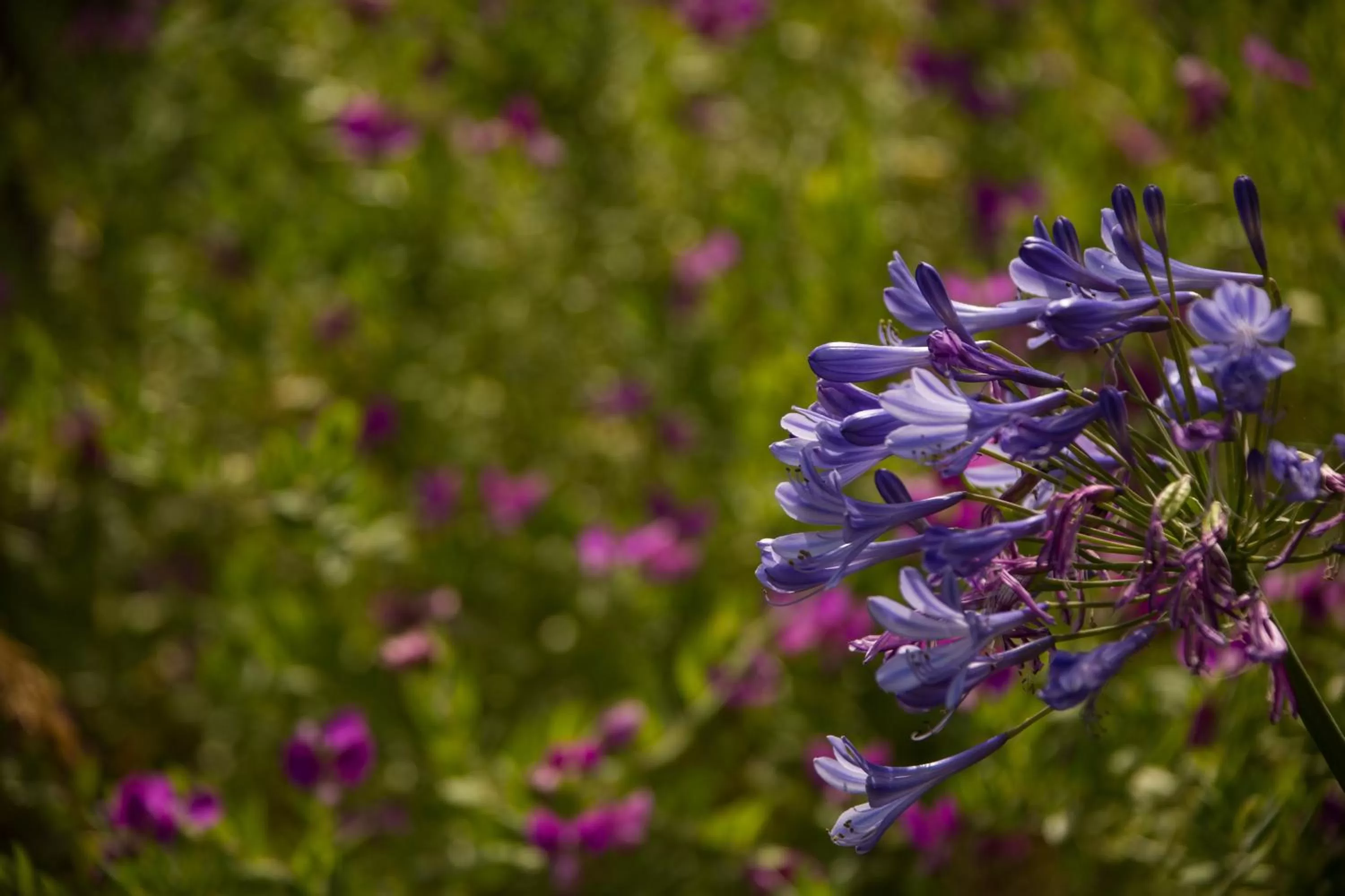 Garden in Carmel River Inn & Cottages