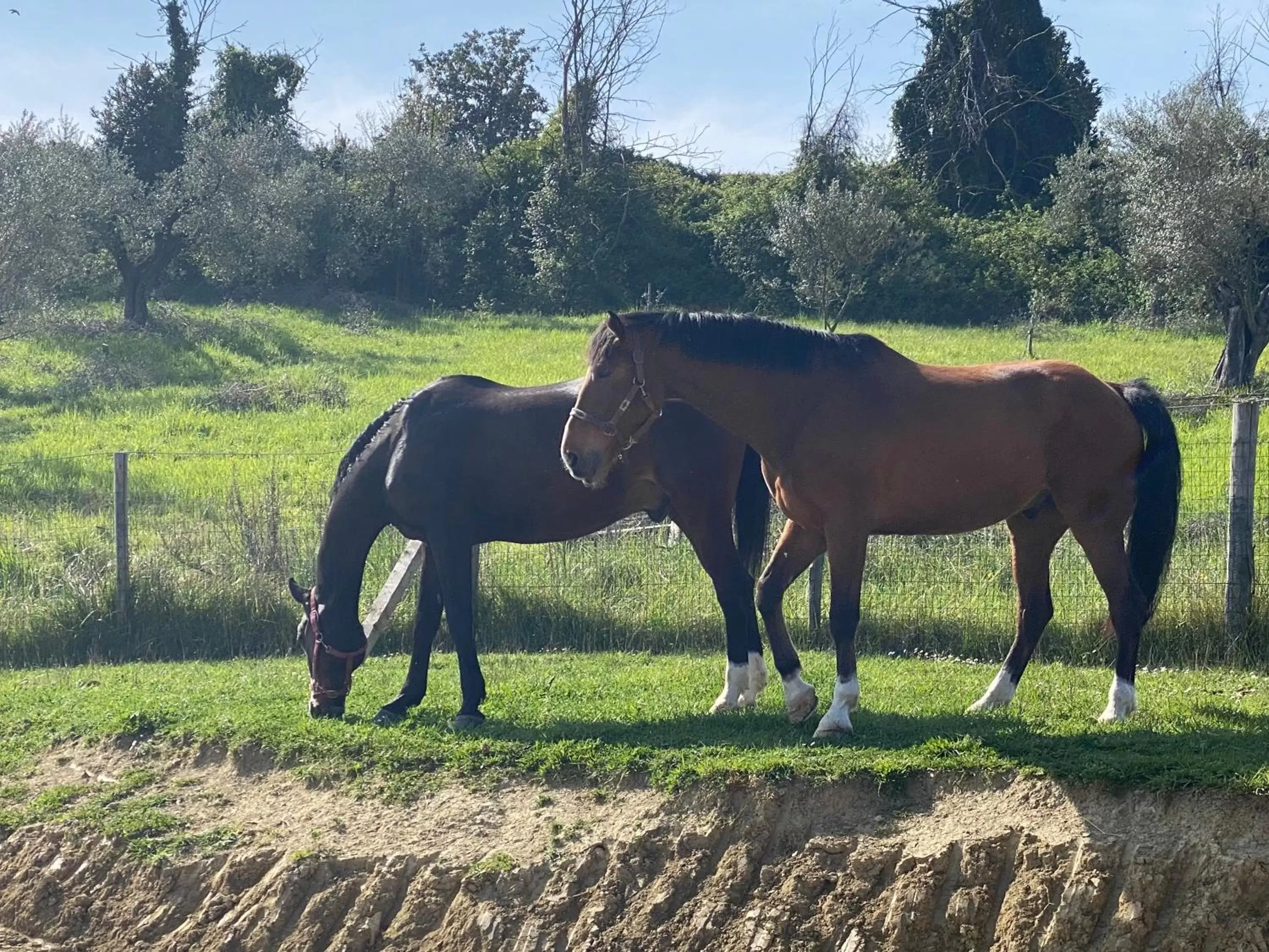 Other Animals in Tenuta Lisetta