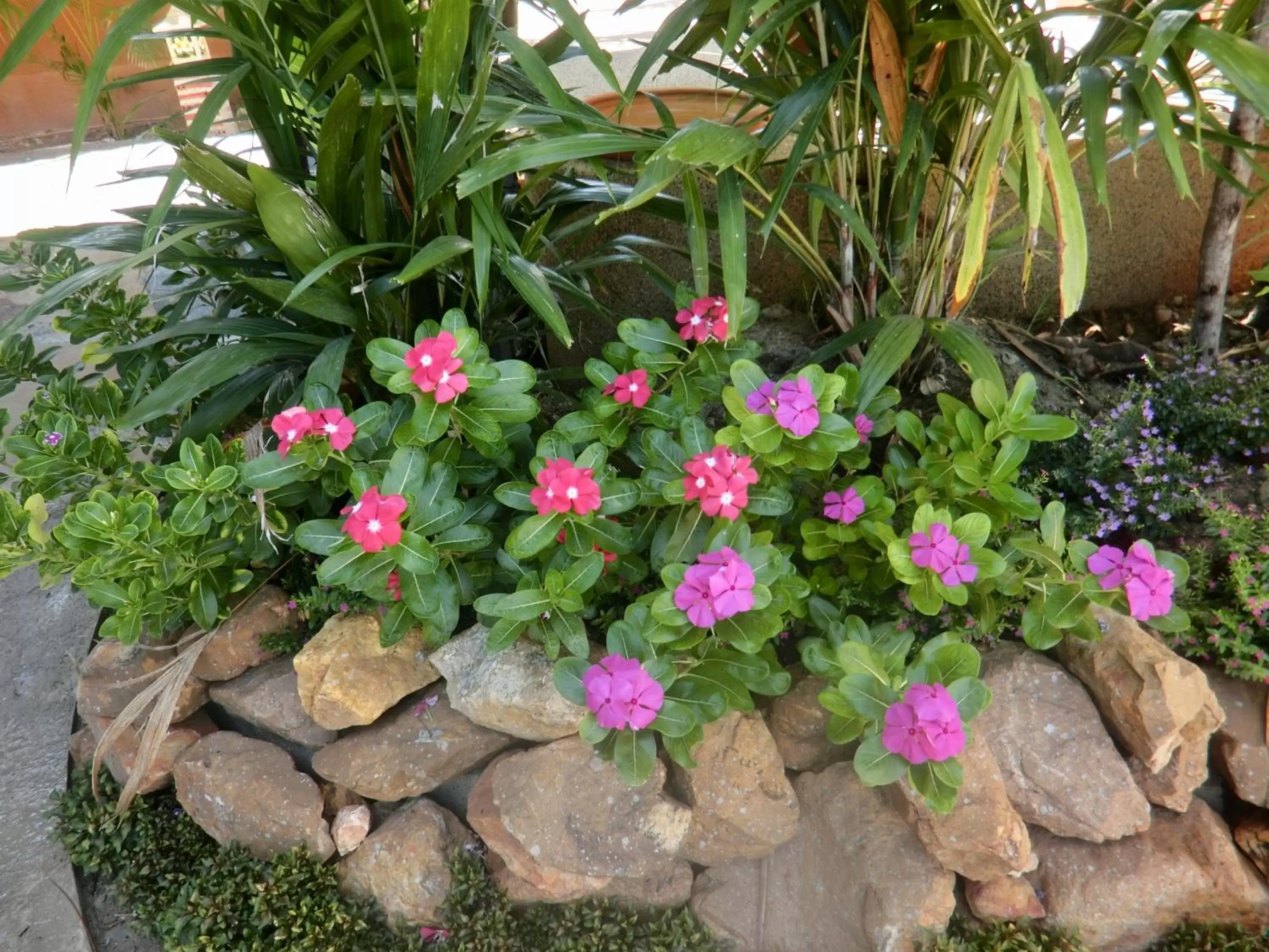 Garden in Panisara Pool Villa Resort Huahin