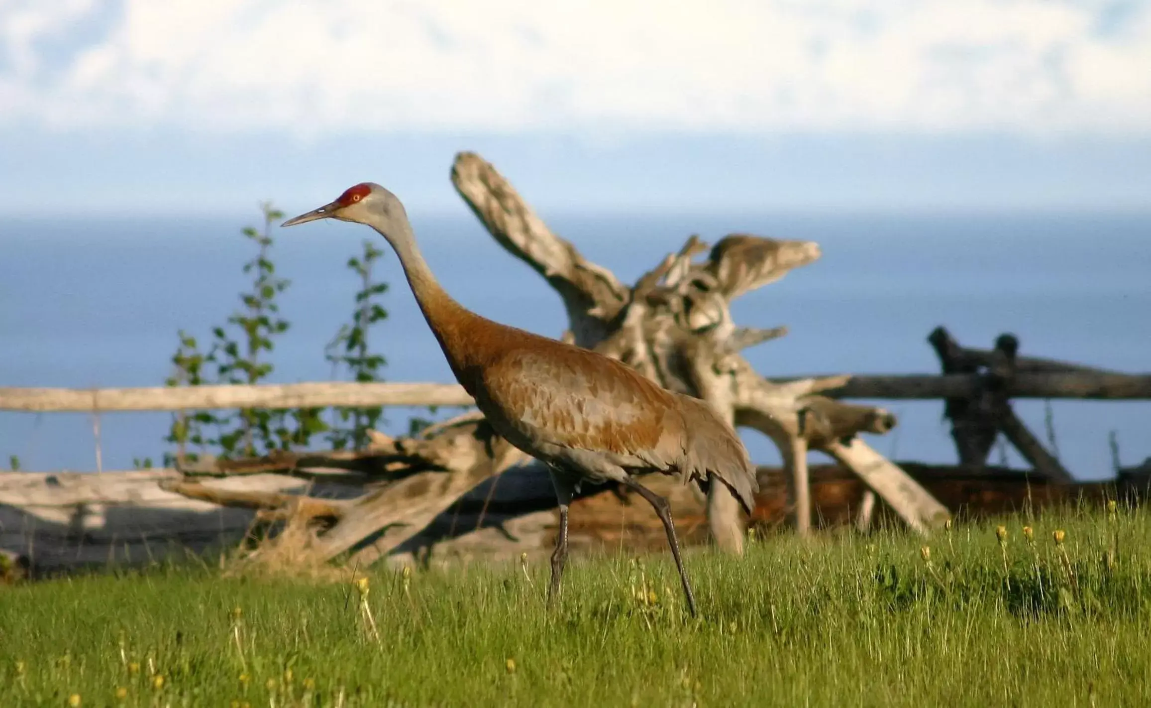 Other Animals in Clam Gulch Lodge