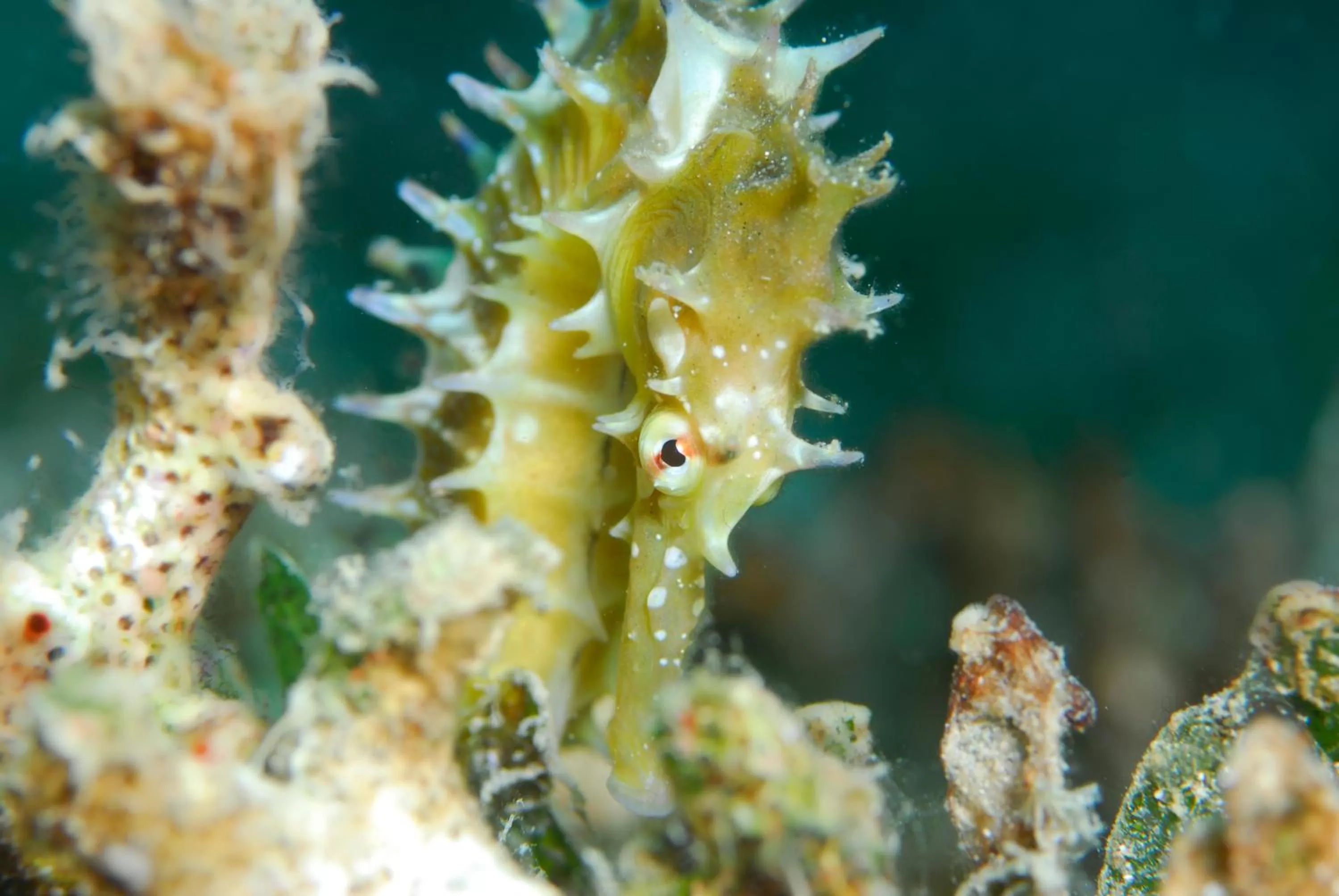 Snorkeling in Aqaba Adventure Divers Resort & Dive Center