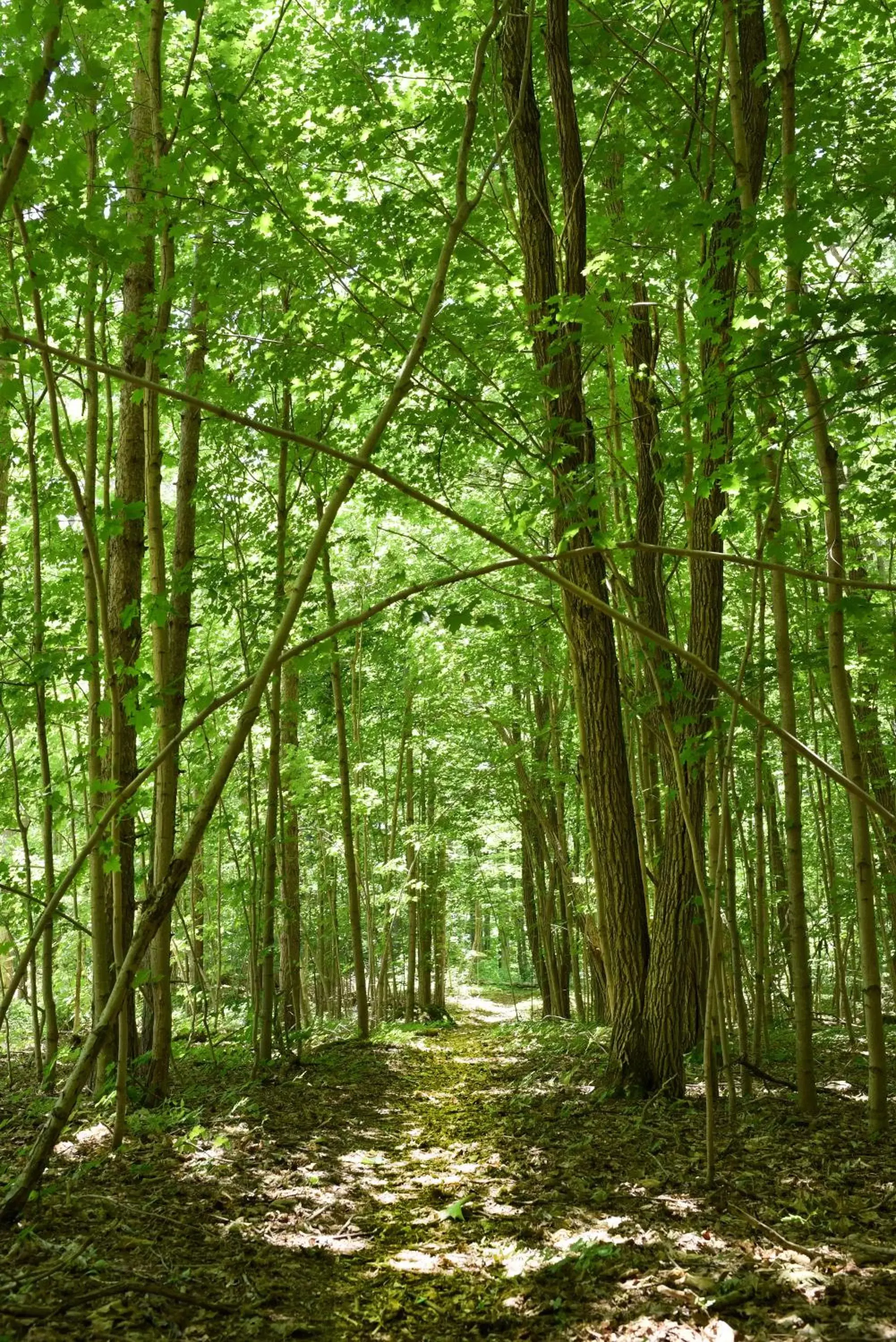 Natural Landscape in Millcroft Inn & Spa