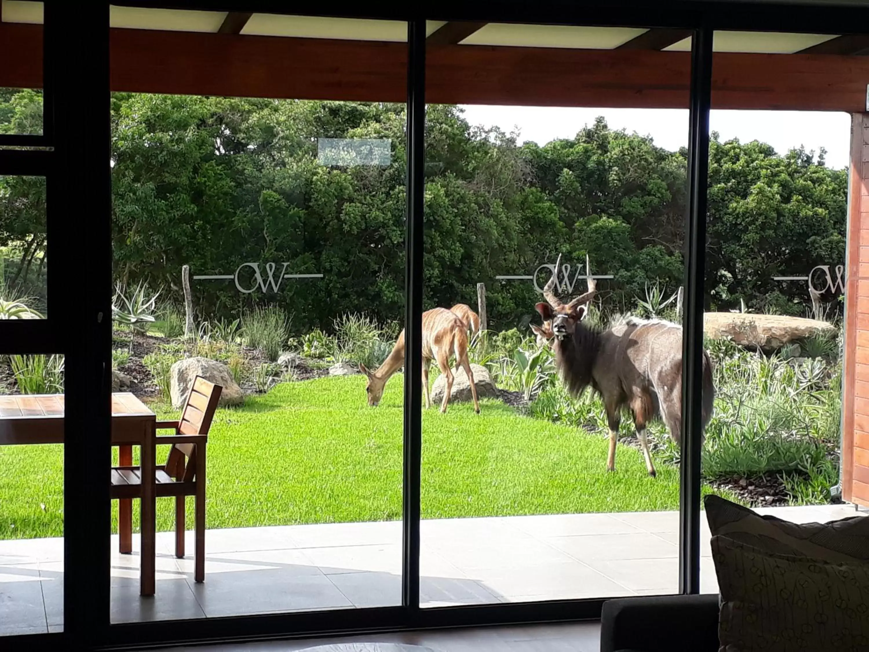 Animals in Hotel Olivewood