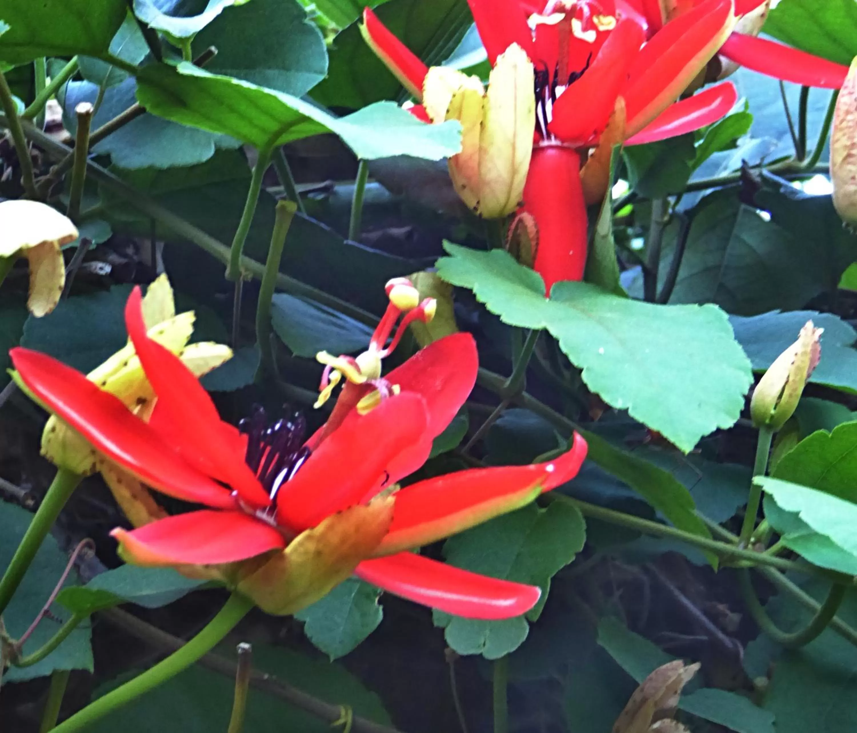 Garden in Pura Vida Hotel