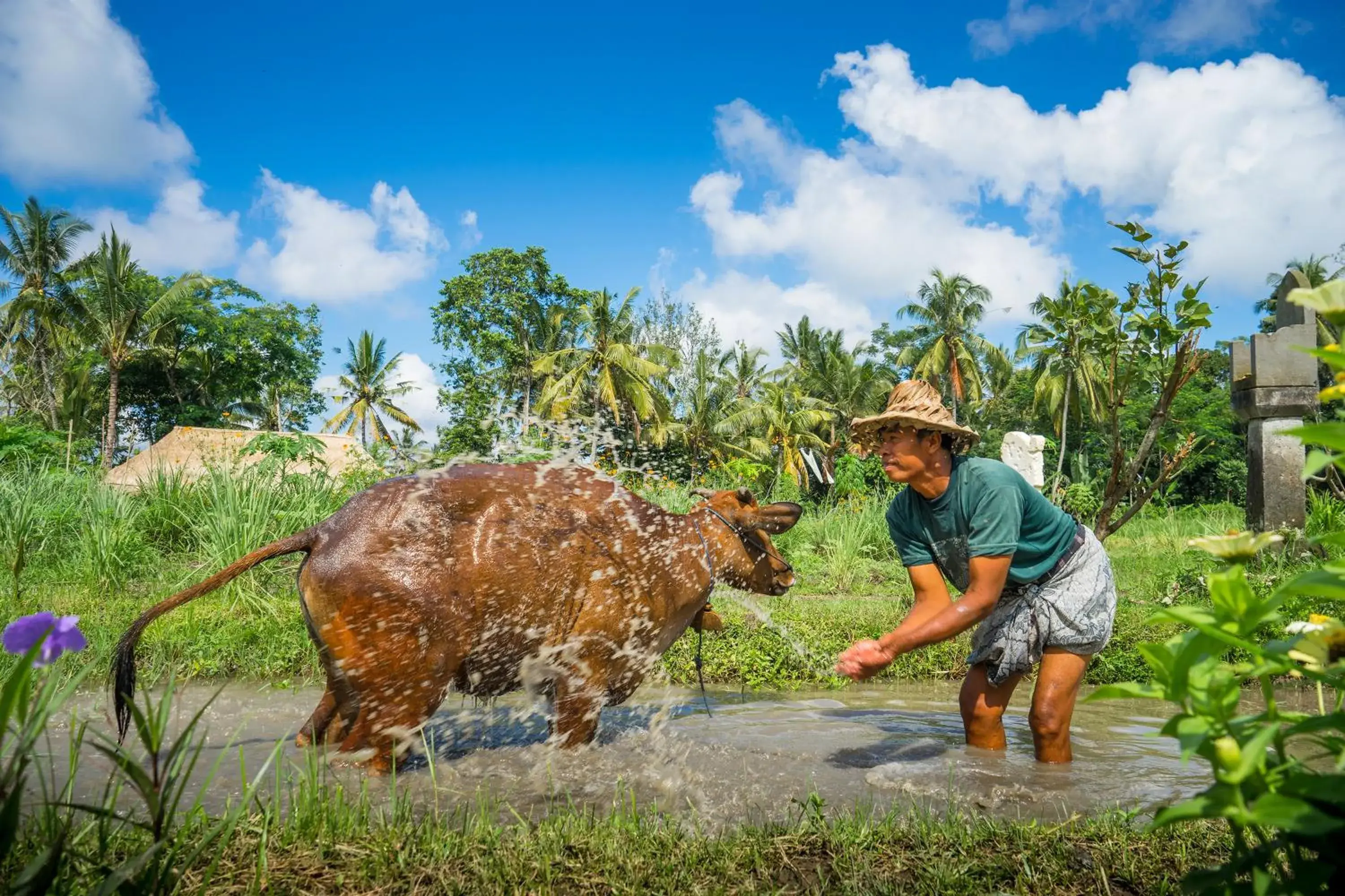 Activities, Other Animals in Visesa Ubud Resort