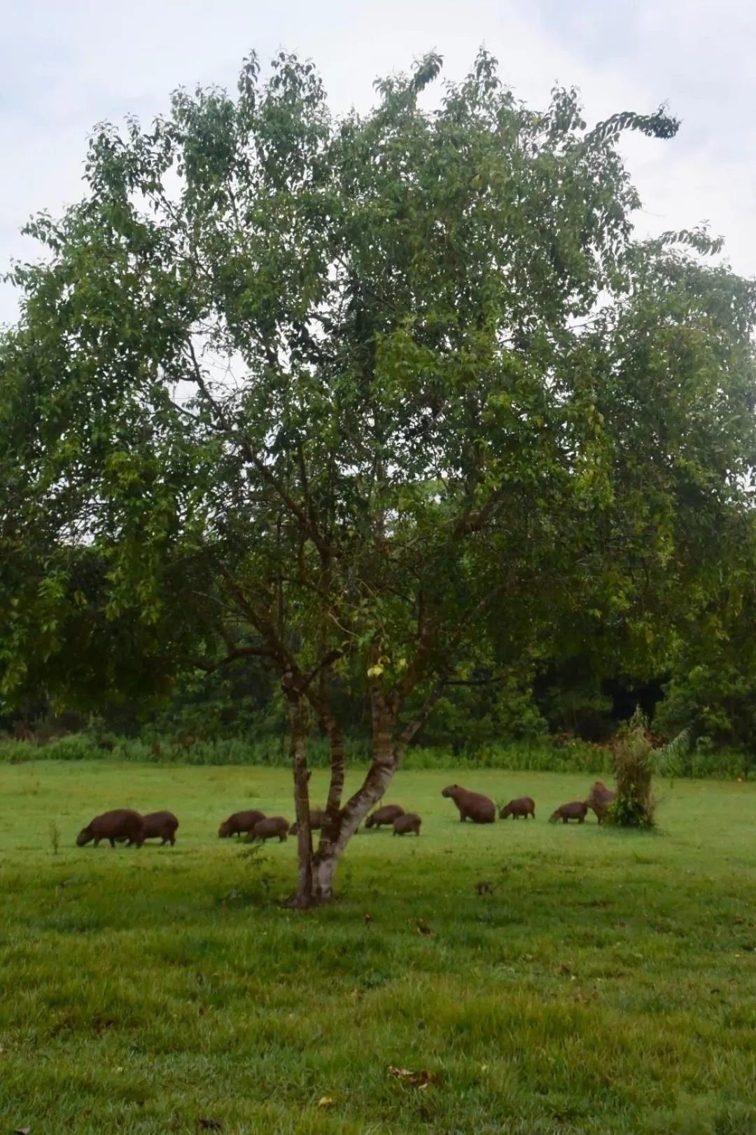 Animals in Hotel Santa Esmeralda