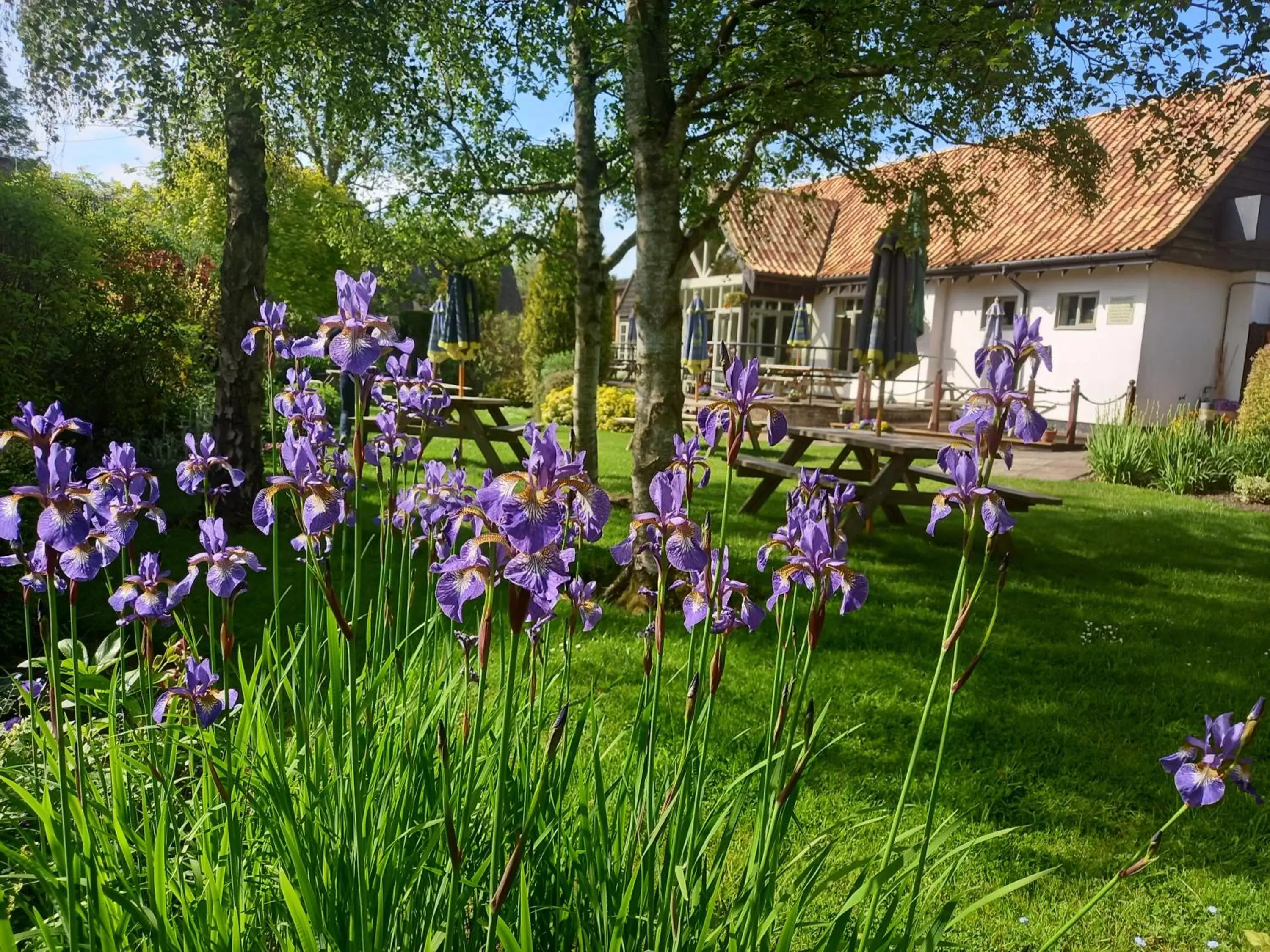 Garden in Golden Ball Hotel