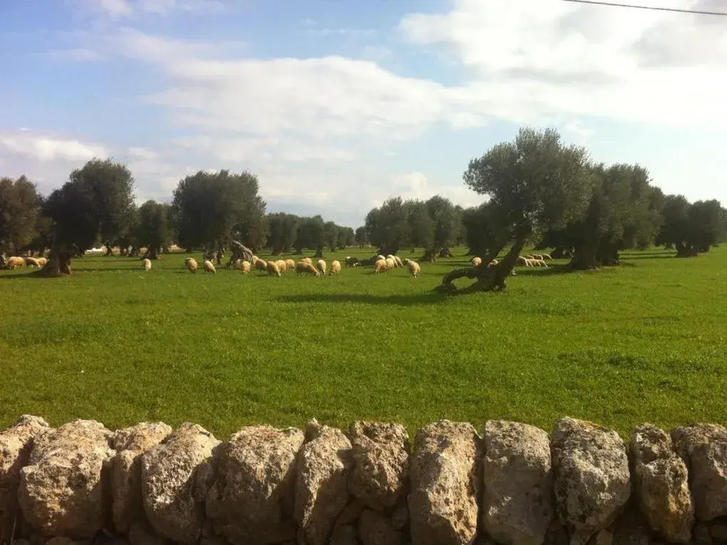 Property building in Masseria Pelosella B&B Property building in Masseria Pelosella B&B