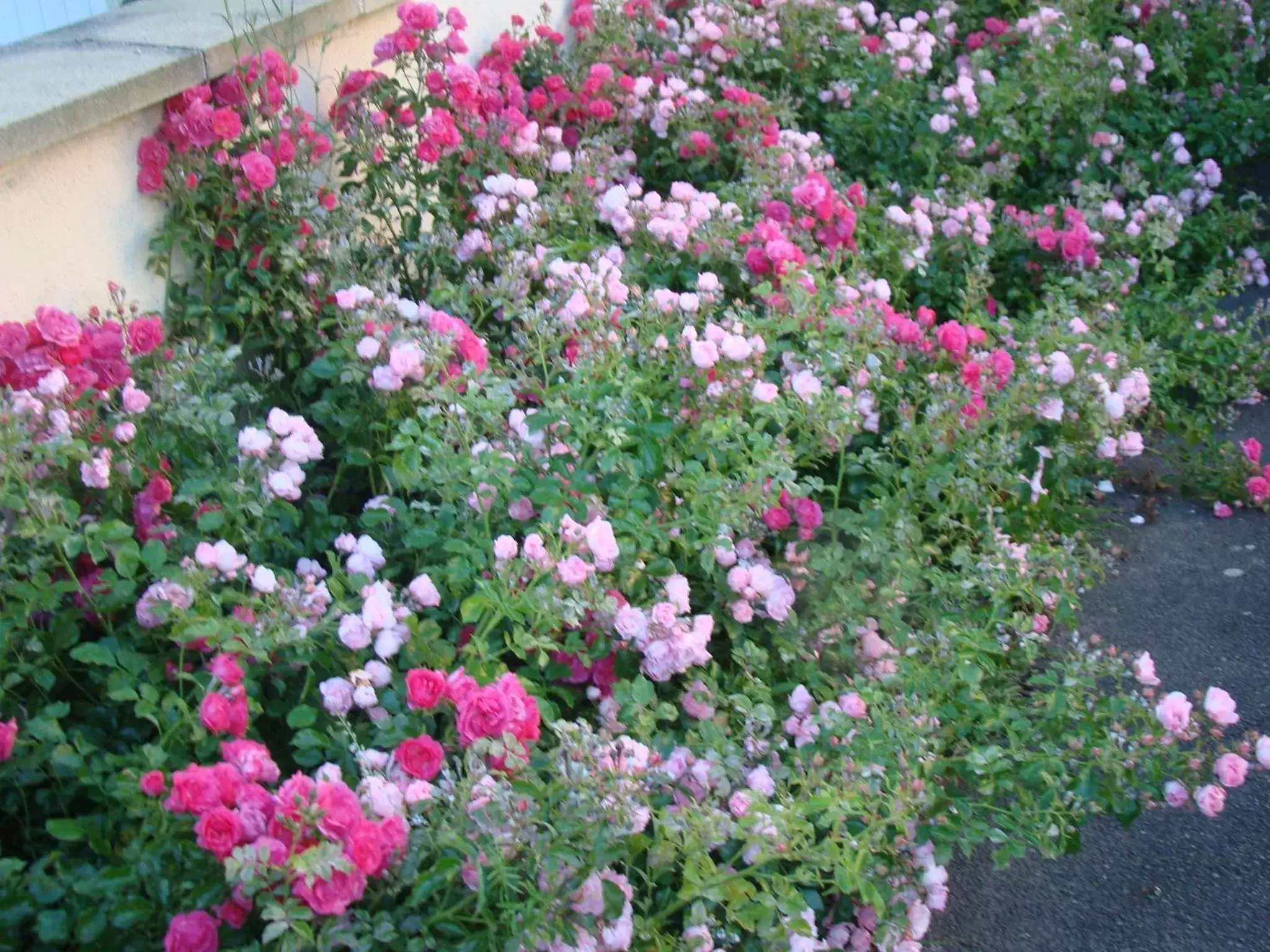 Garden in Chambres d'hôtes Le Bignon