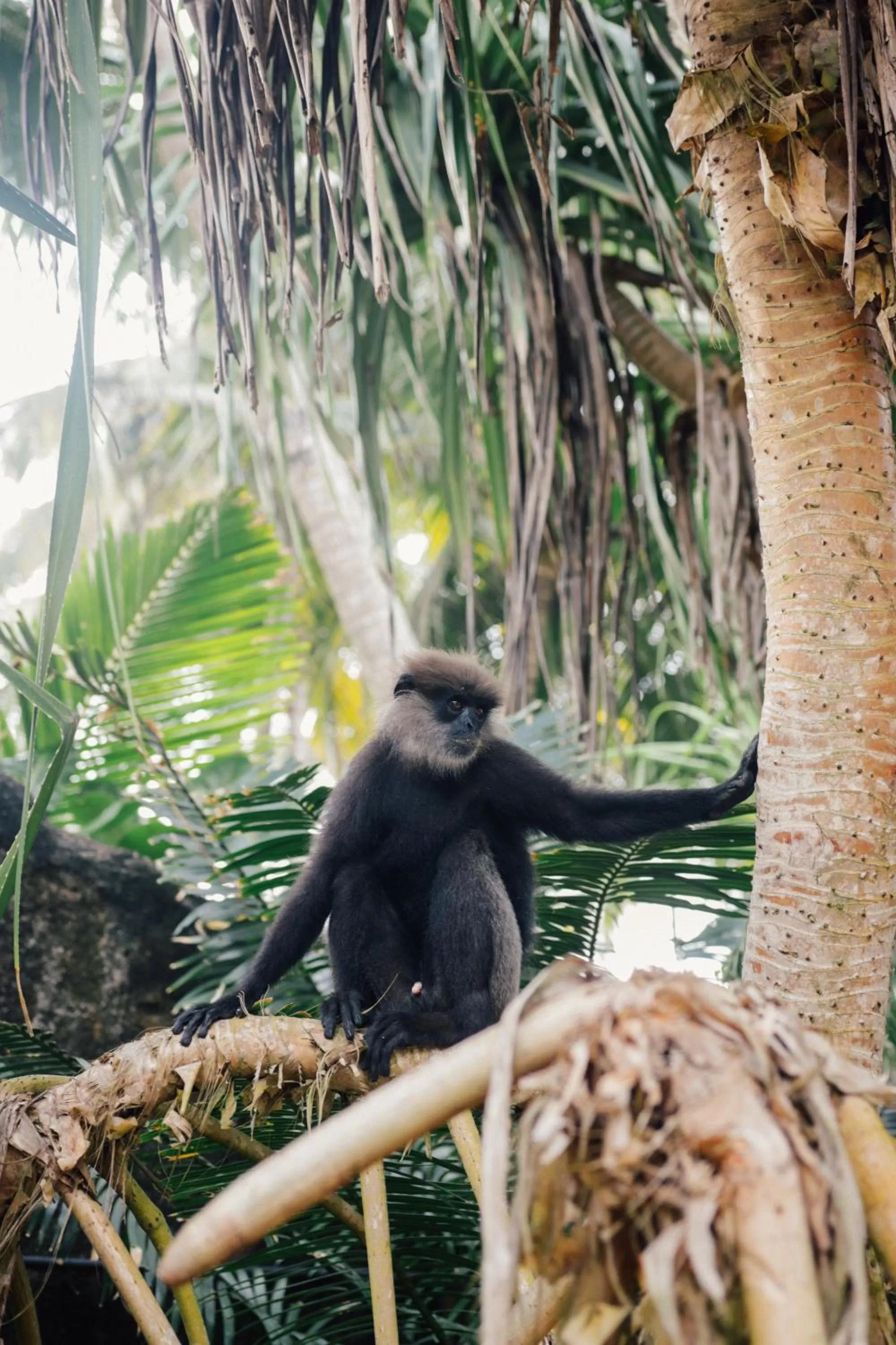 Animals in Galawatta Beach Resort