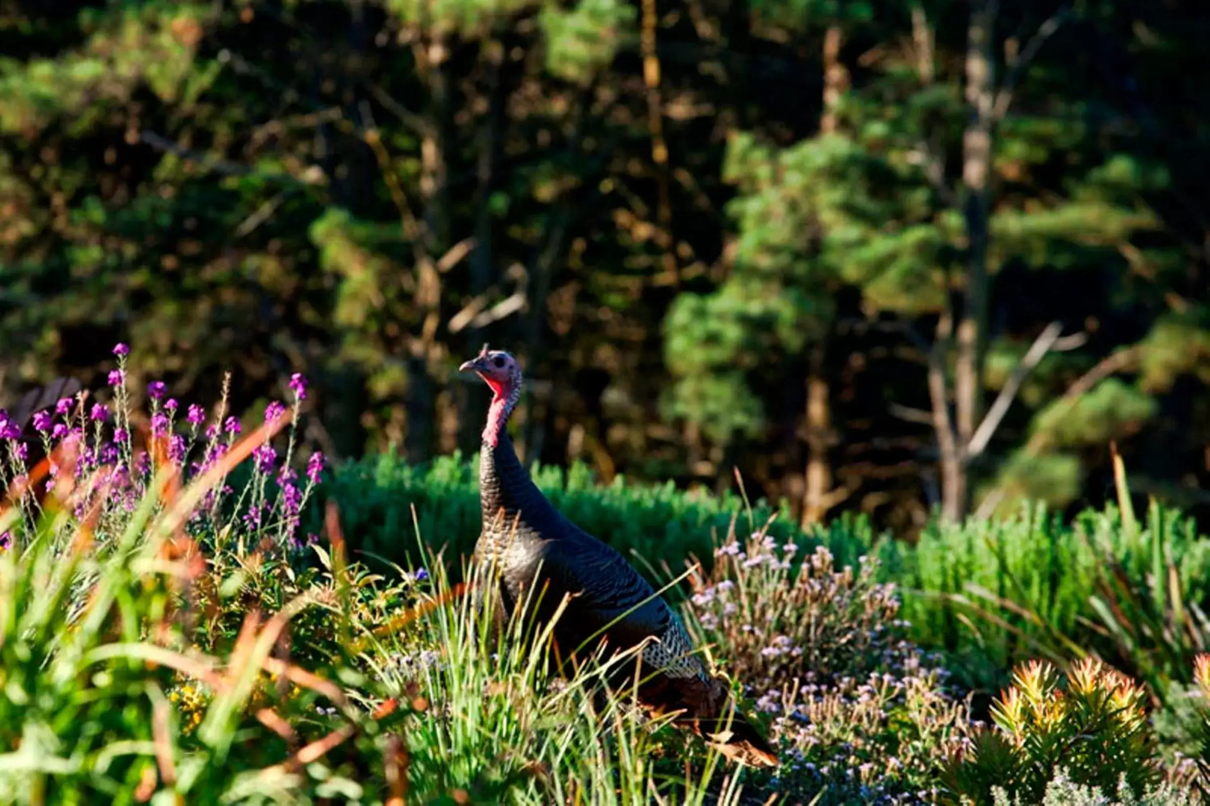 Garden, Other Animals in Inn at Schoolhouse Creek