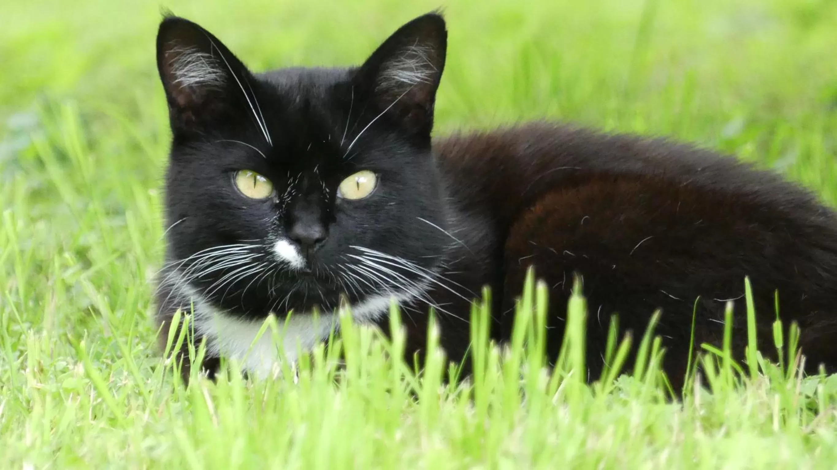 Animals, Pets in Higher Trenear Farm B&B