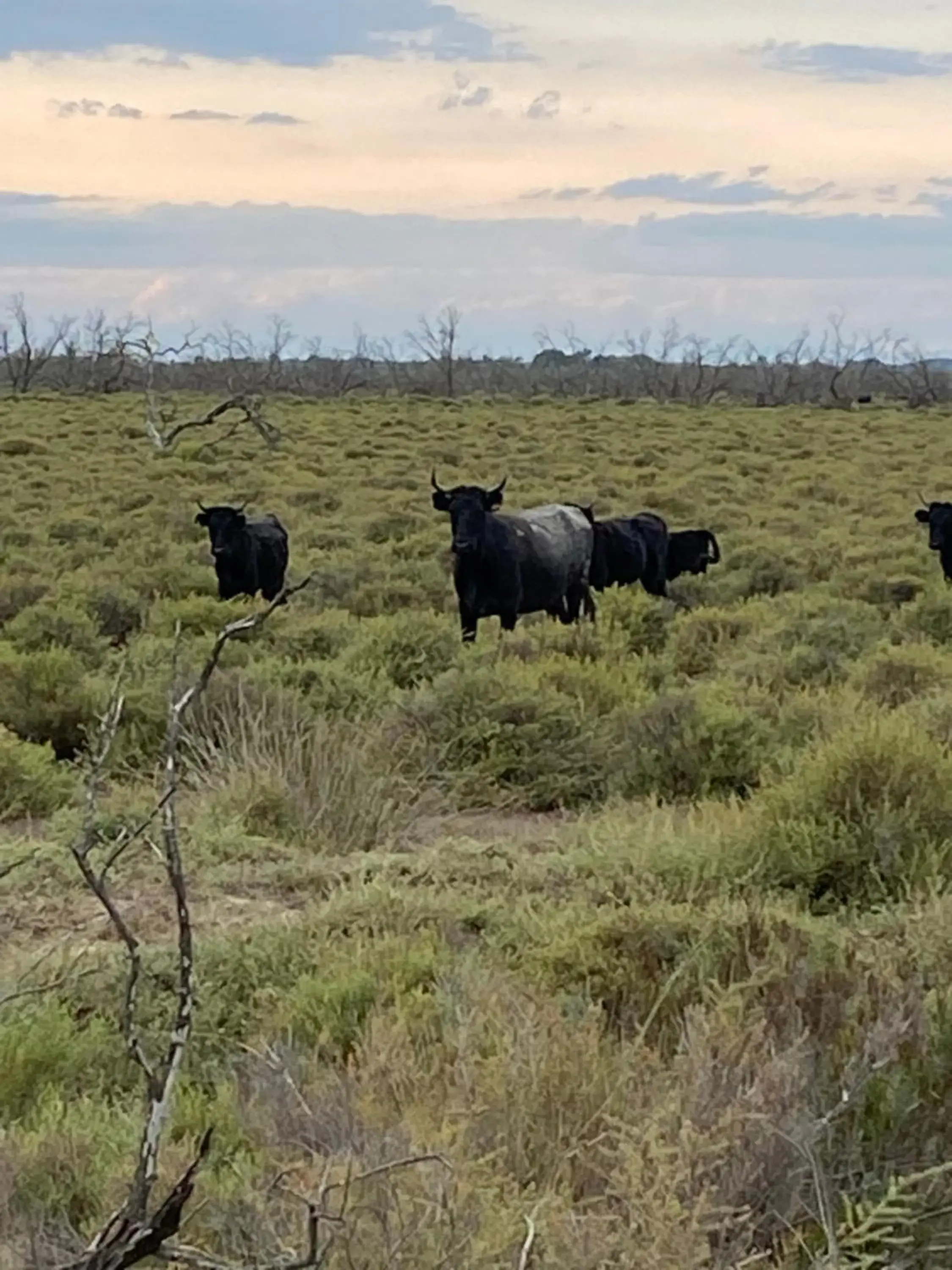 Other Animals in Le Mas de Cocagne