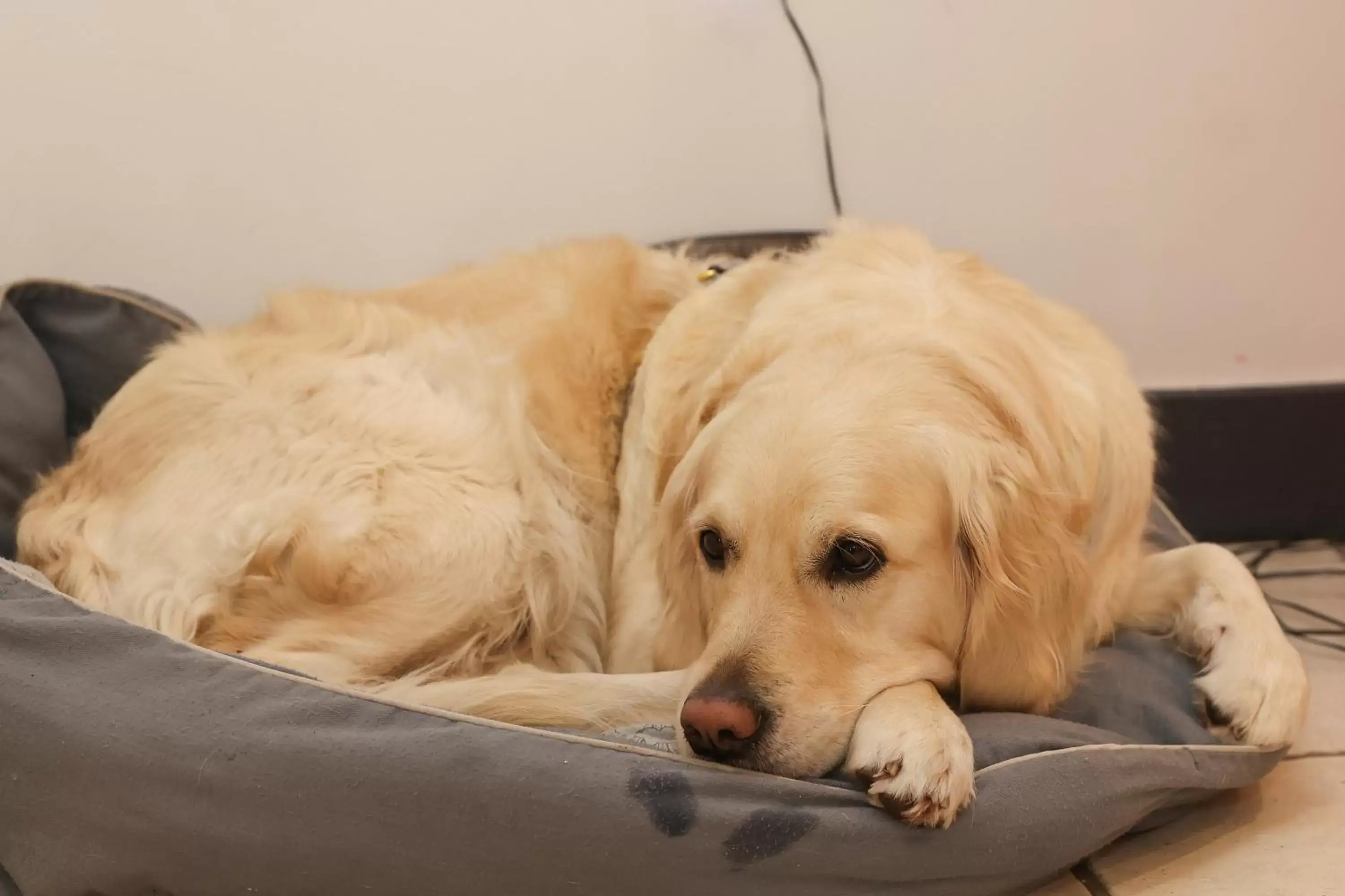 Staff, Pets in Hôtel La Réserve de Brive