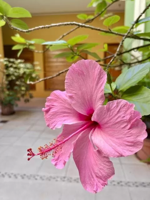 Property building in Hotel Alcazar