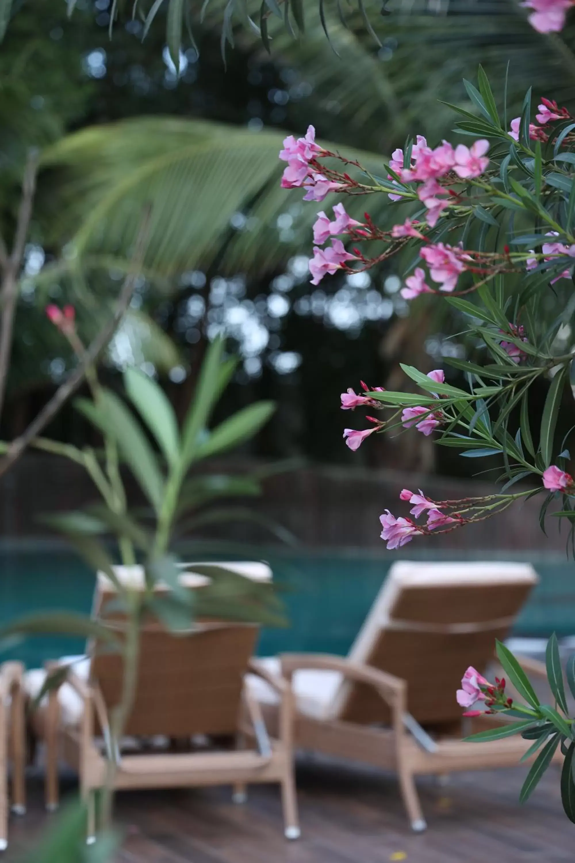 Swimming pool in The Fern Sattva Resort, Dwarka