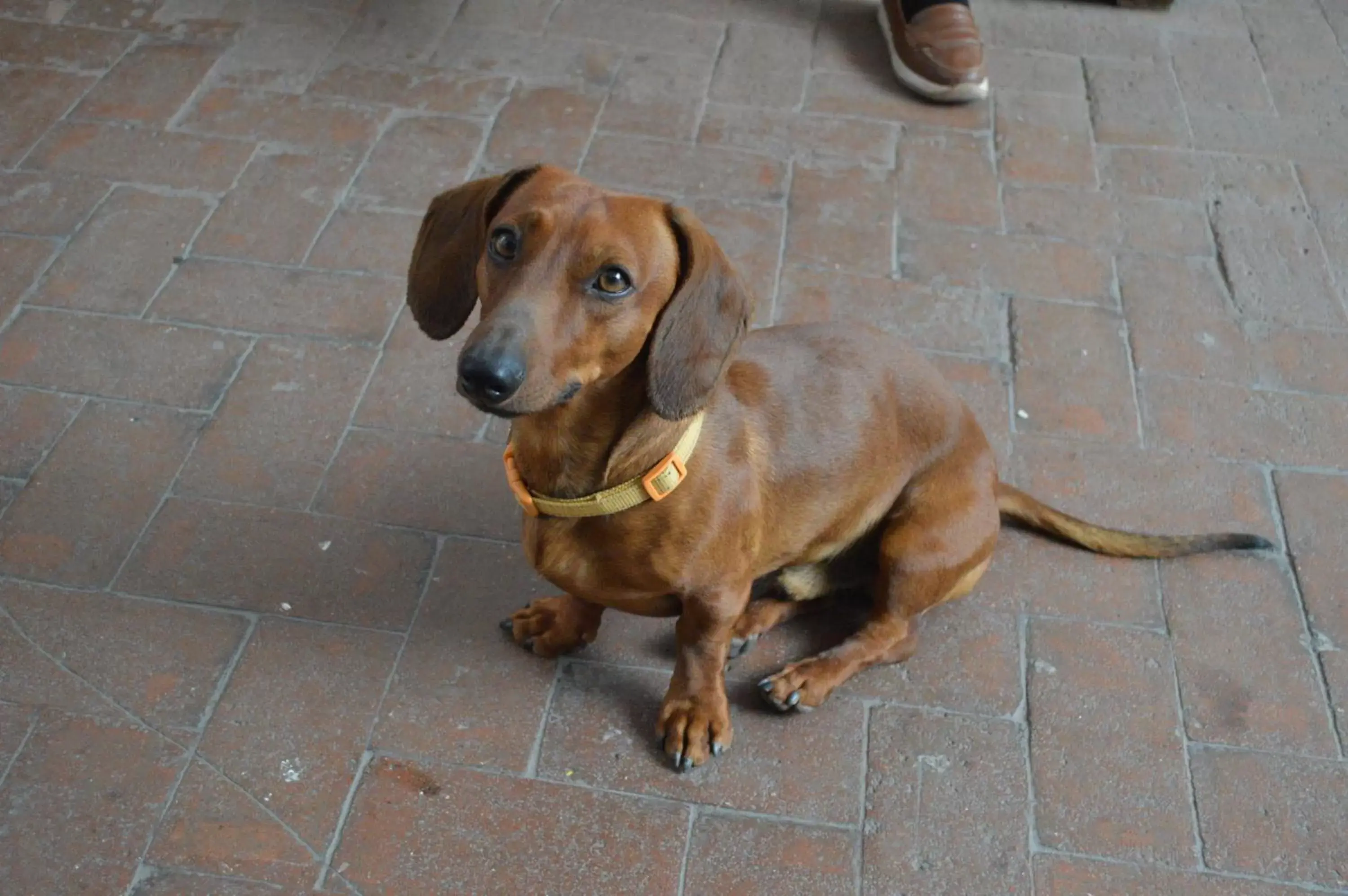 Pets in Casa Grana Cochinilla