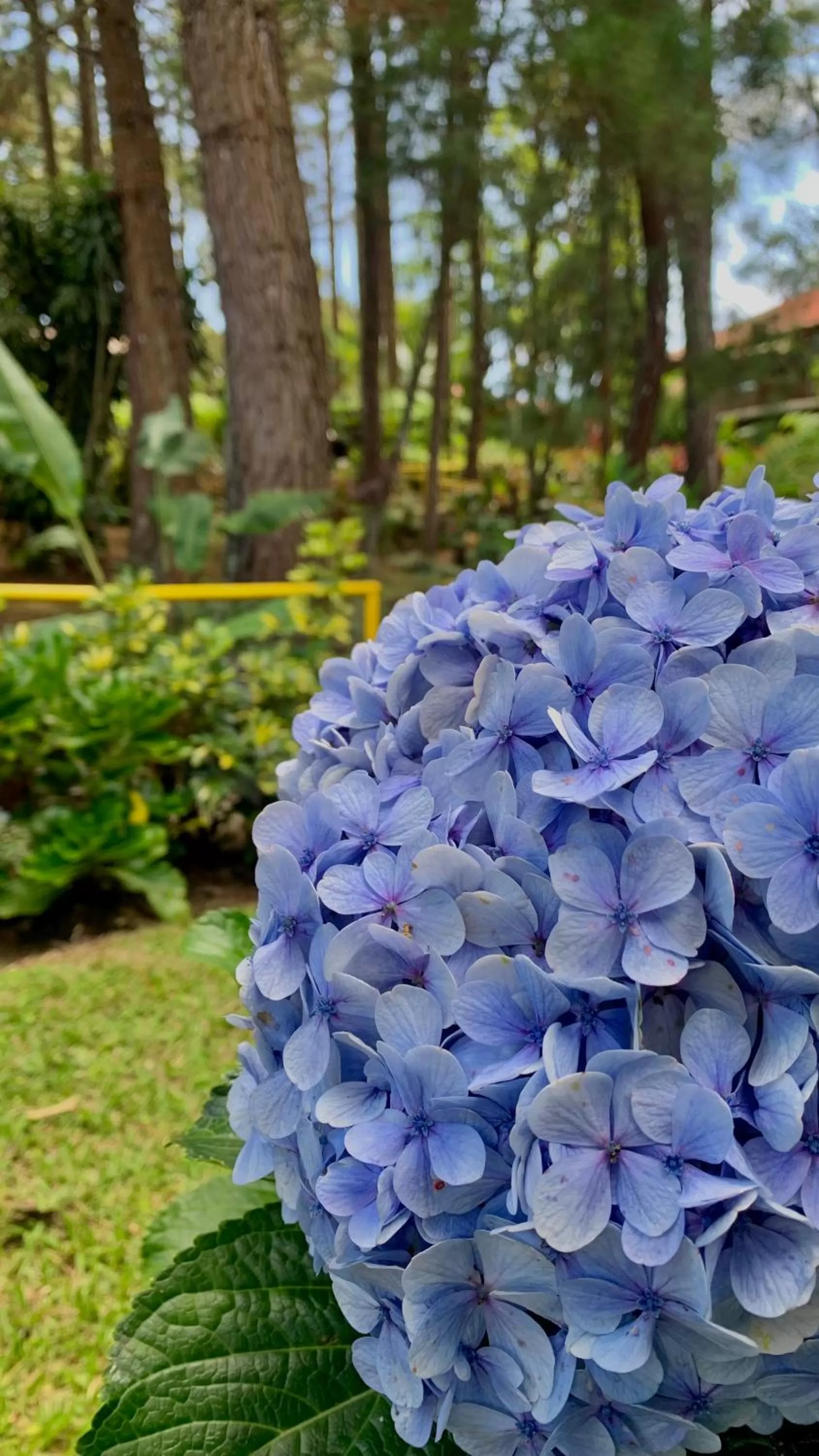 Natural landscape, Garden in Vista Turrialba Lodge