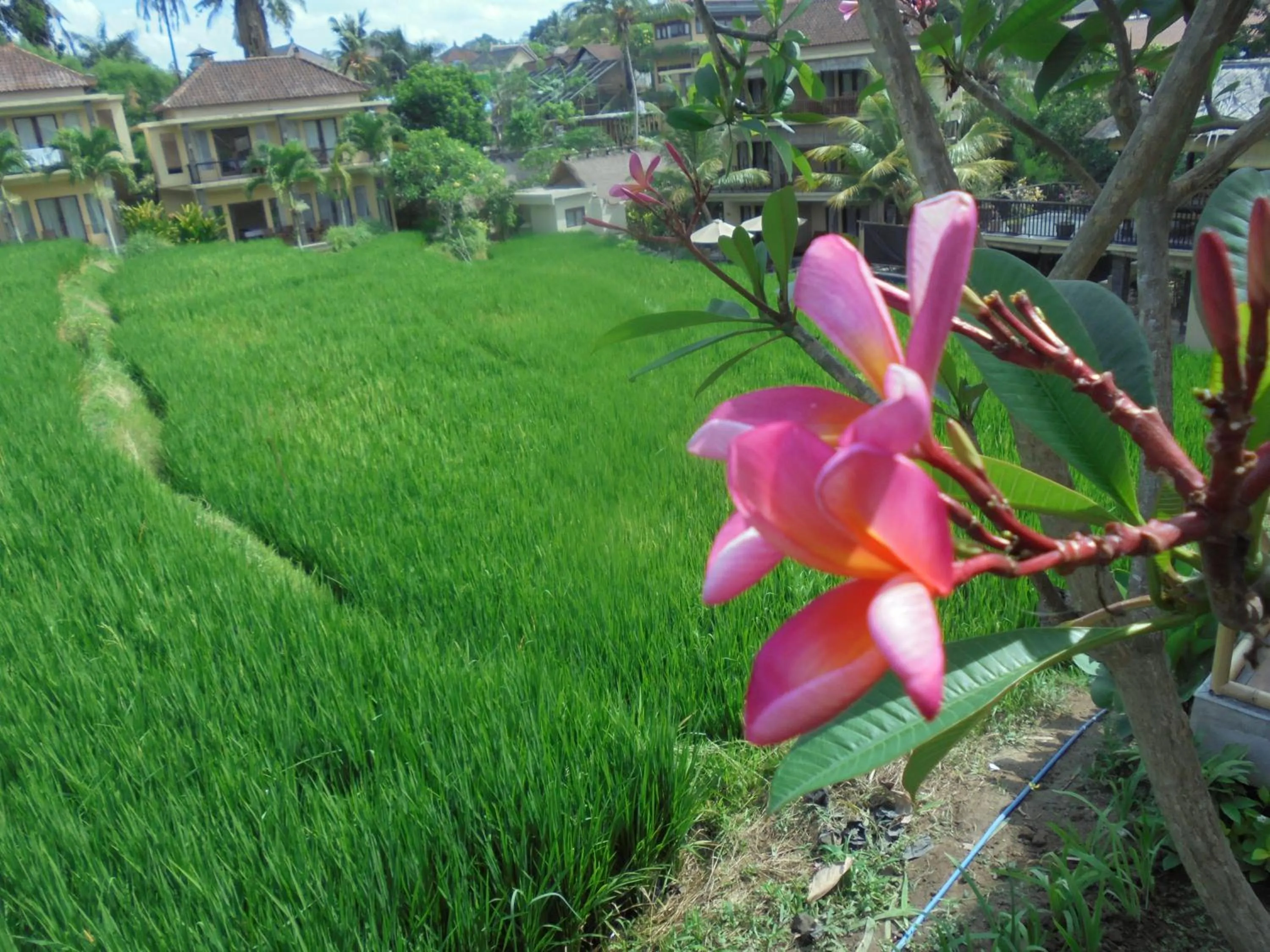 View (from property/room) in Biyukukung Suite & Spa