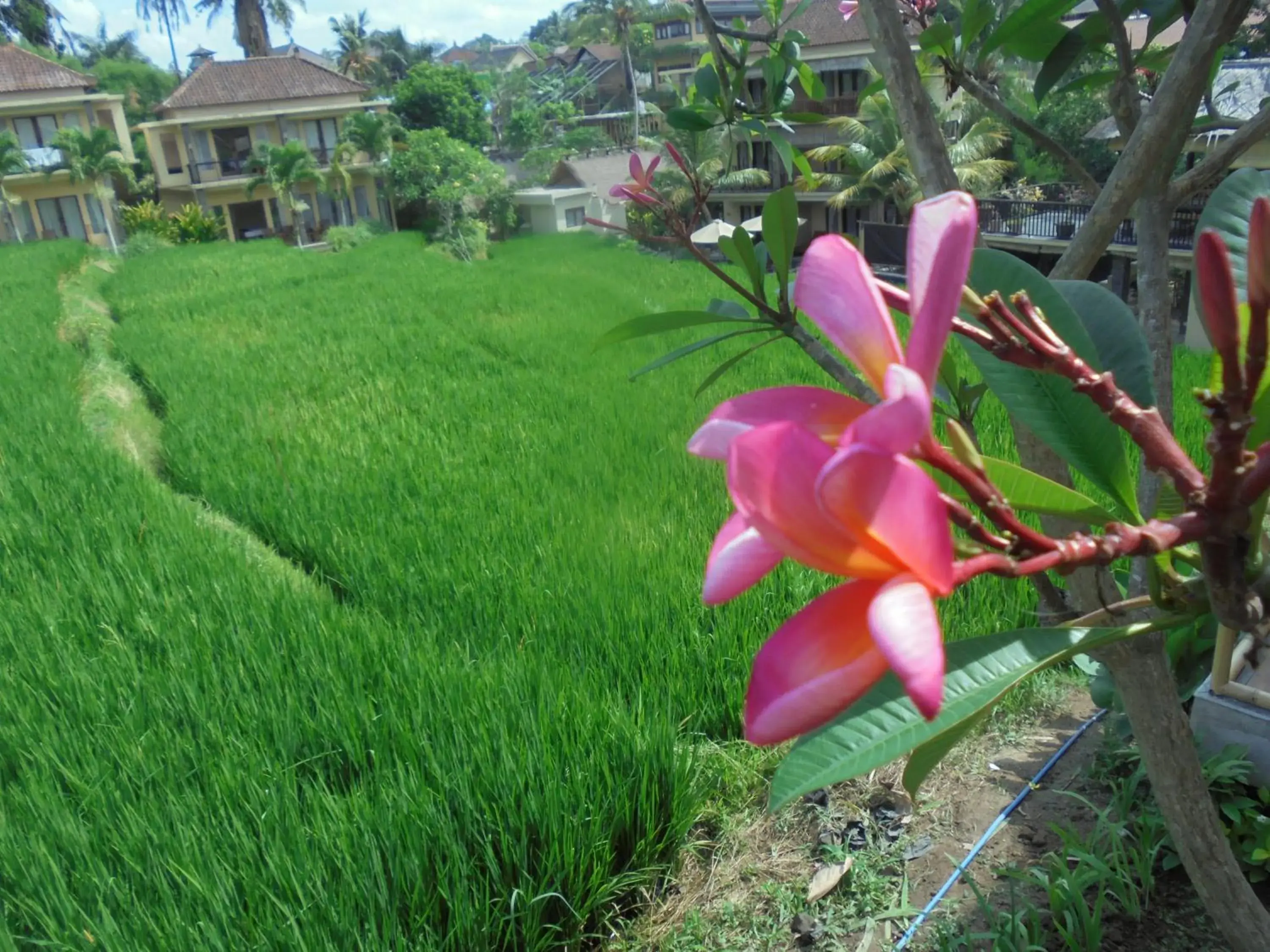 View (from property/room) in Biyukukung Suite & Spa View (from property/room) in Biyukukung Suite & Spa
