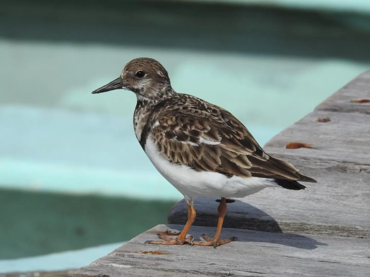 Hotel Villa de Pescadores