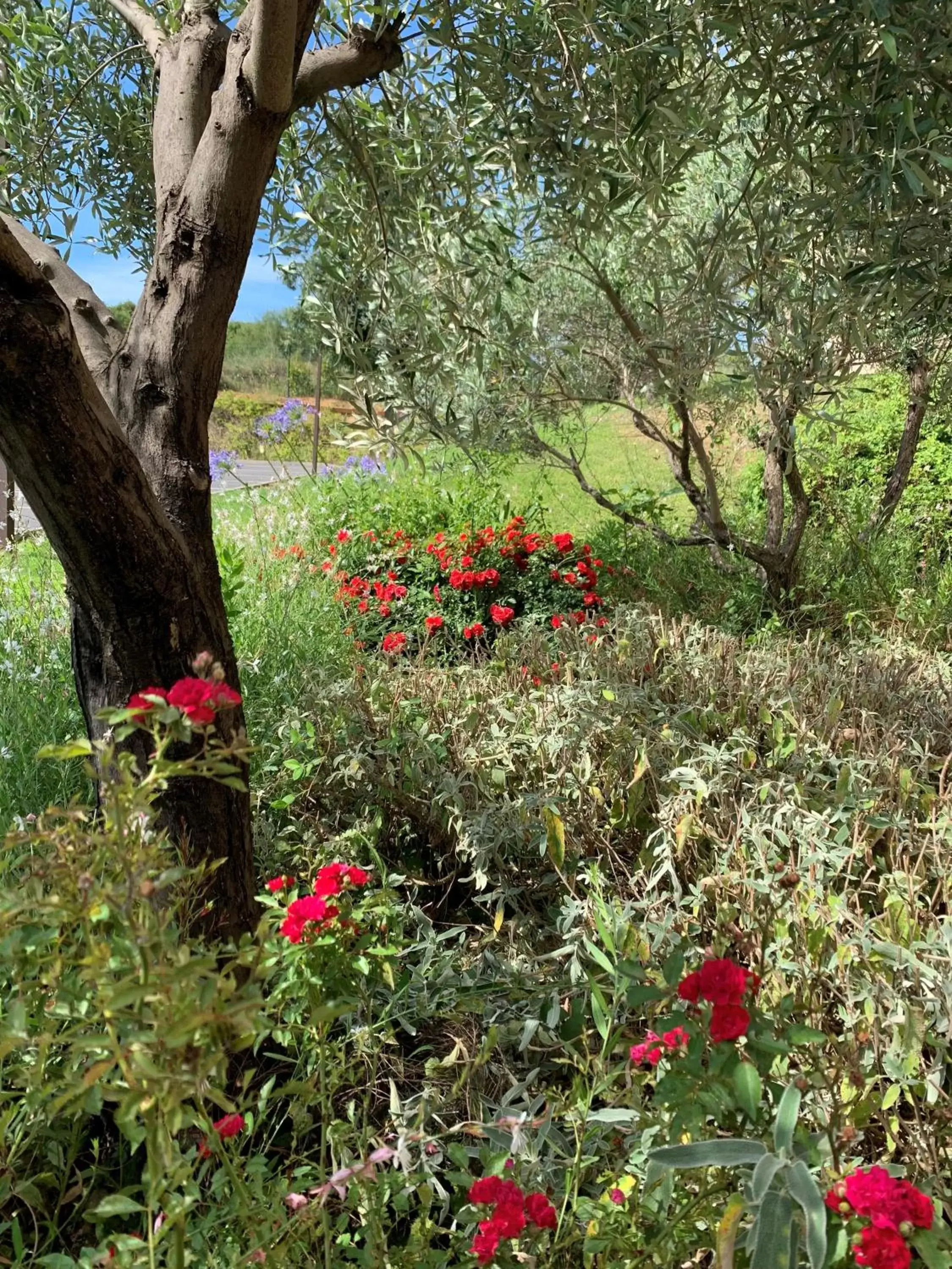 Garden in The Originals City, Hôtel Ecoparc, Montpellier Est (Inter-Hotel)