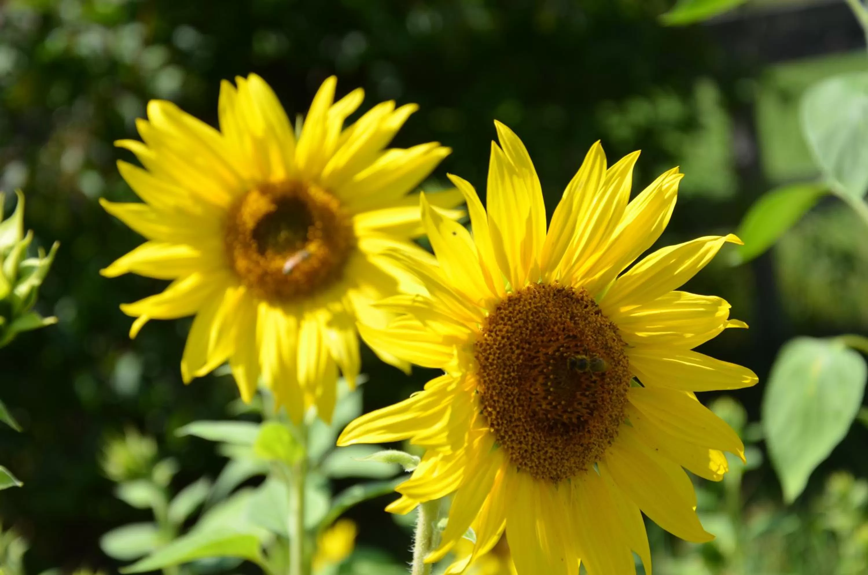 Garden in Pension zum Schreiner