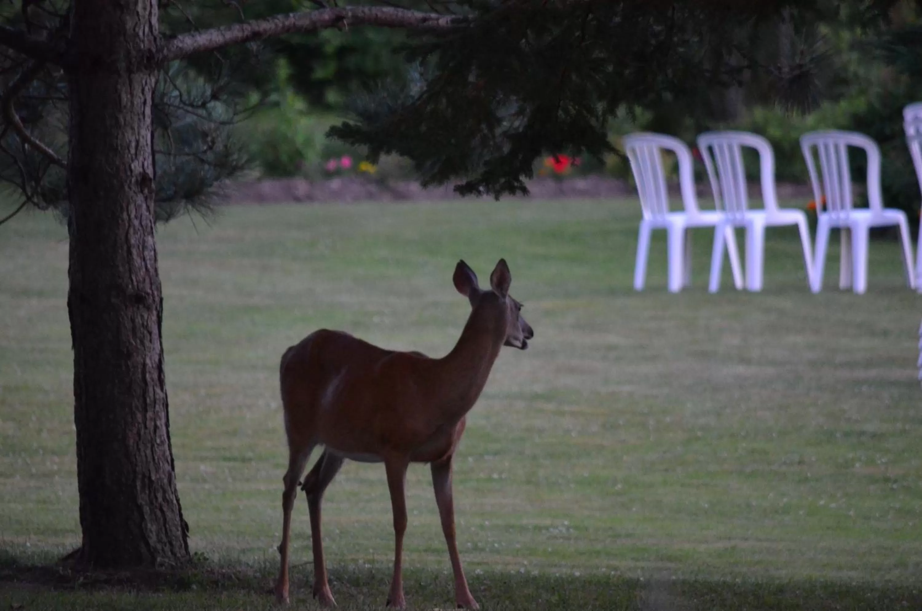 Other Animals in Briarwood Bed & Breakfast