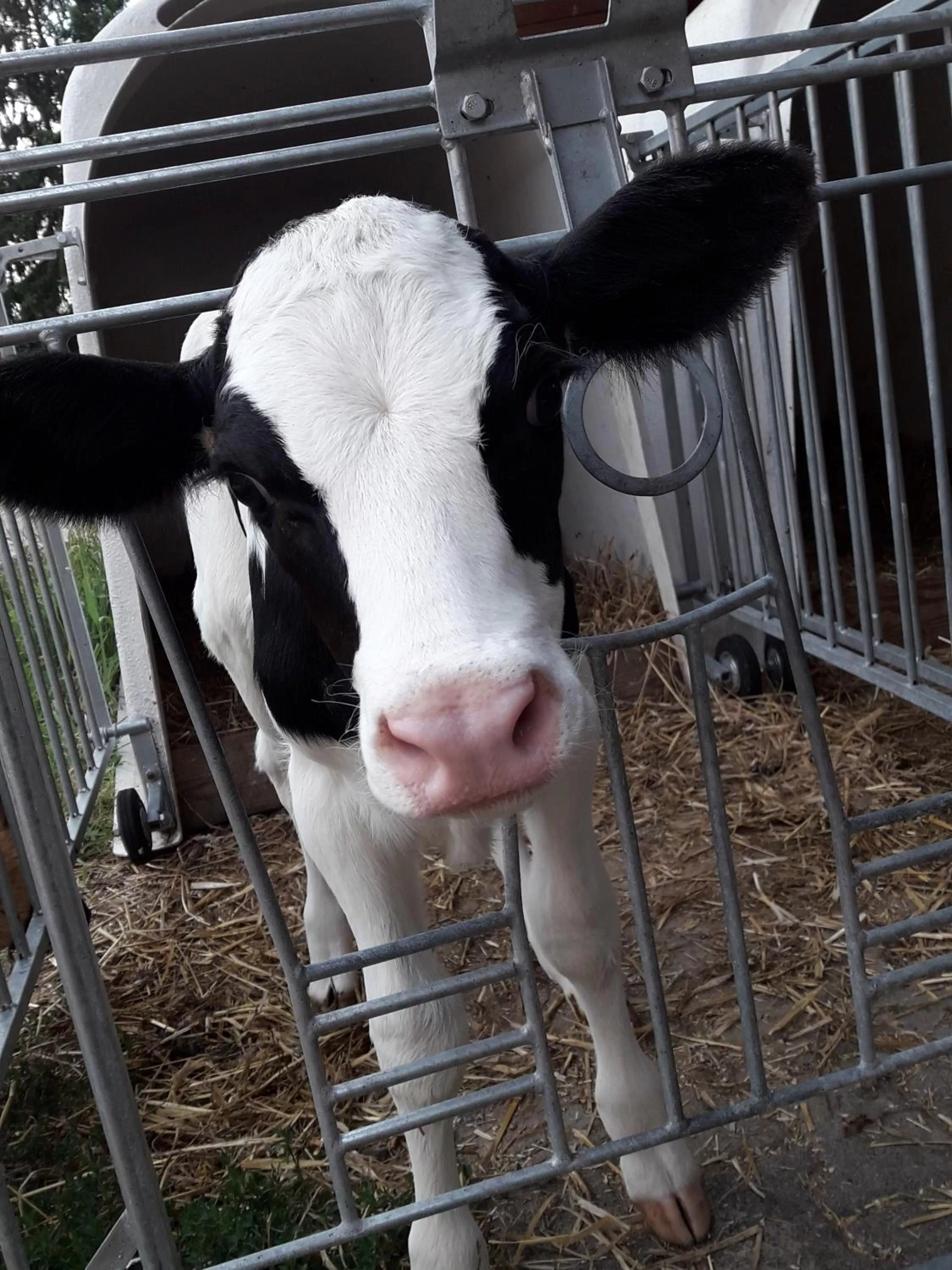 Animals in kleinHOTEL Steinau-Rabenstein GbR