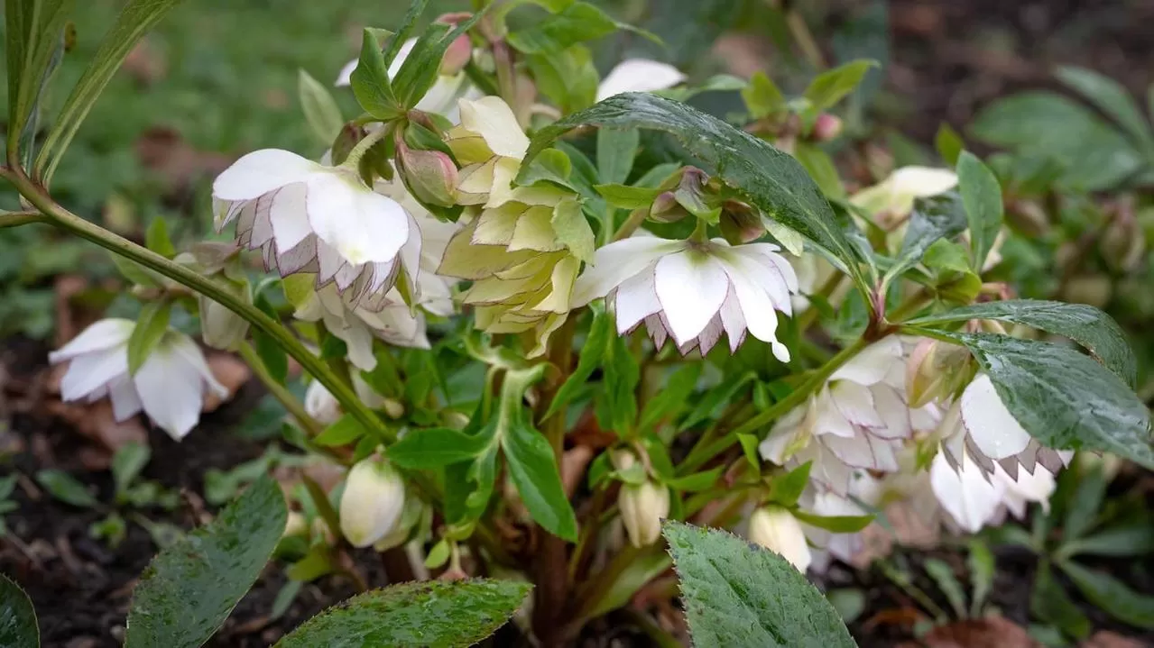 Garden in les Myrrhophores et Spa, Chambres d'Hôtes et Gîtes de charme