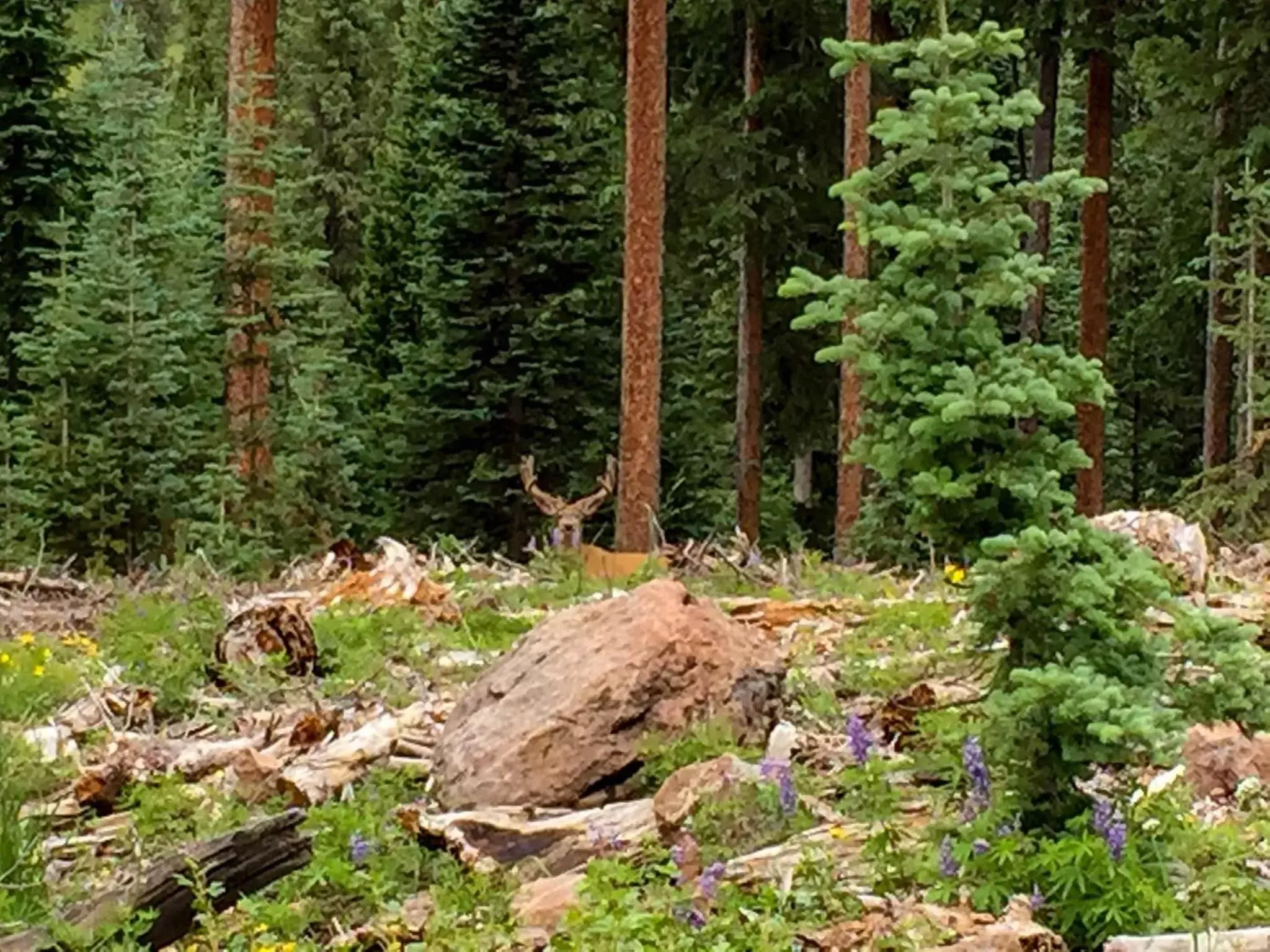 Hiking, Garden in Arrowhead Mountain Lodge