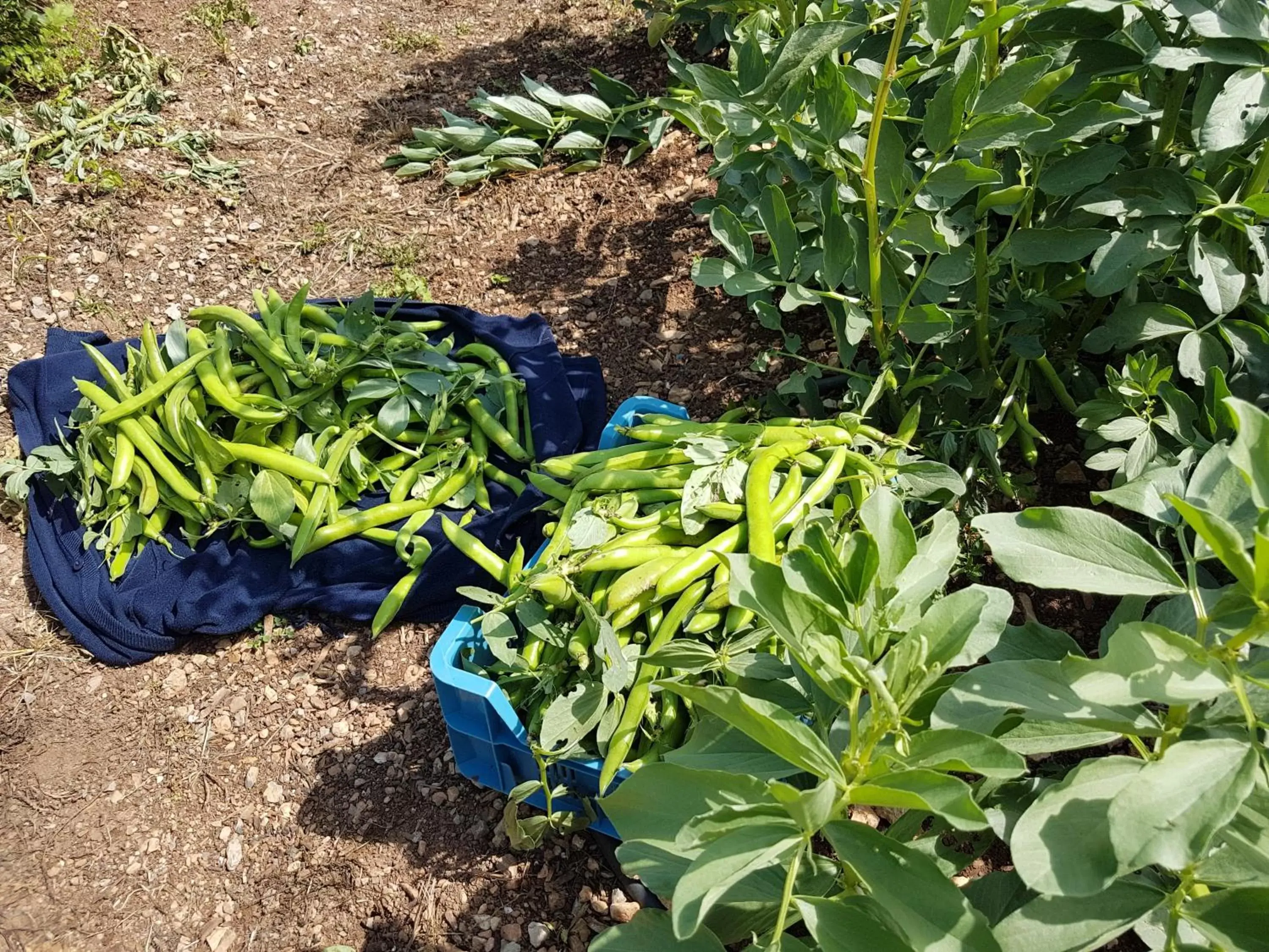 Garden in Le Mas du Lingousto