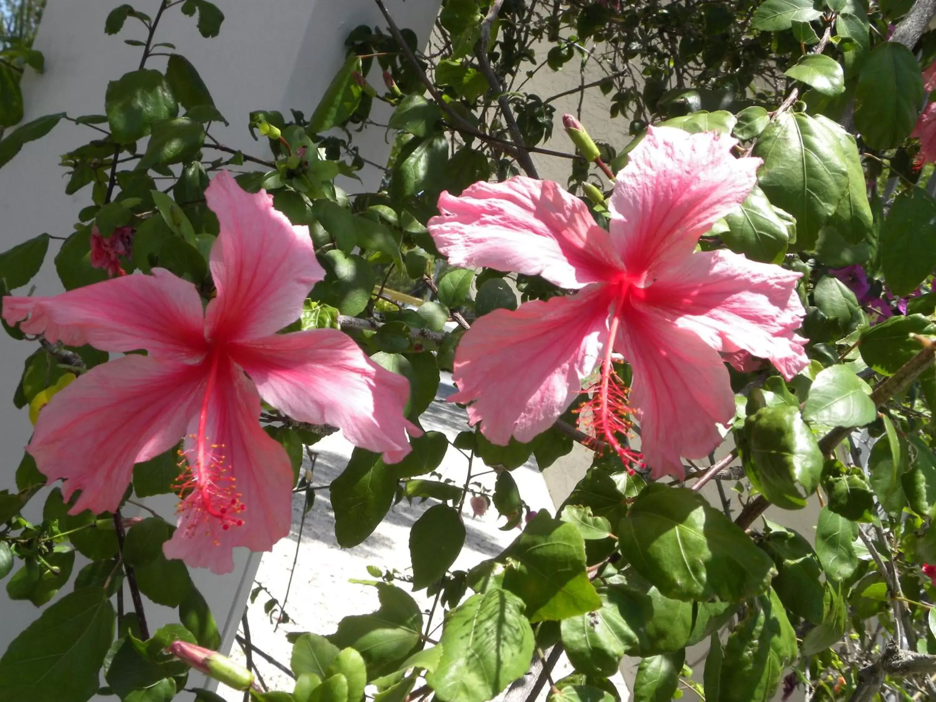 Garden in Rock Reef Resort