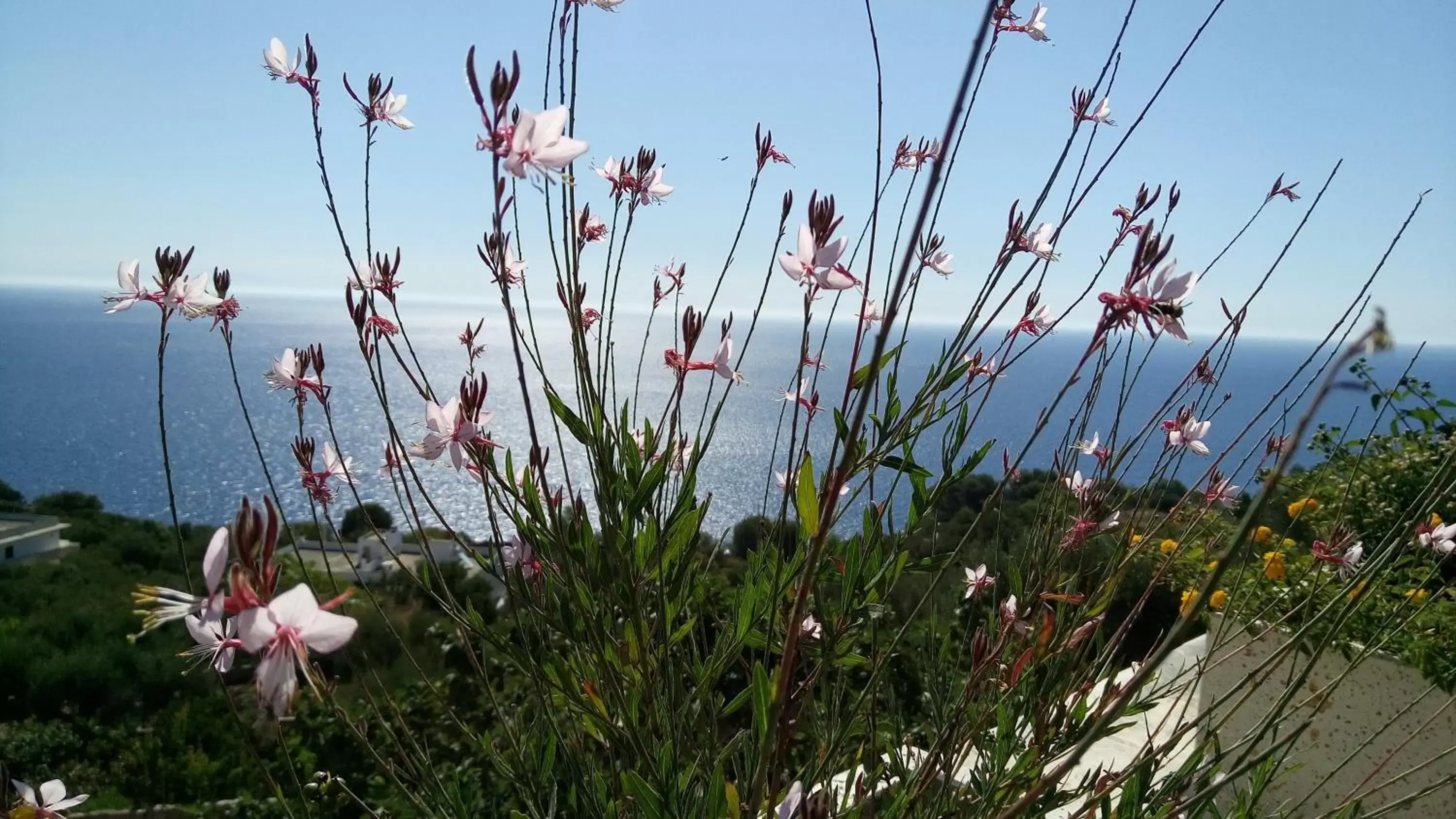 Bird's eye view in B&B La Mimosa