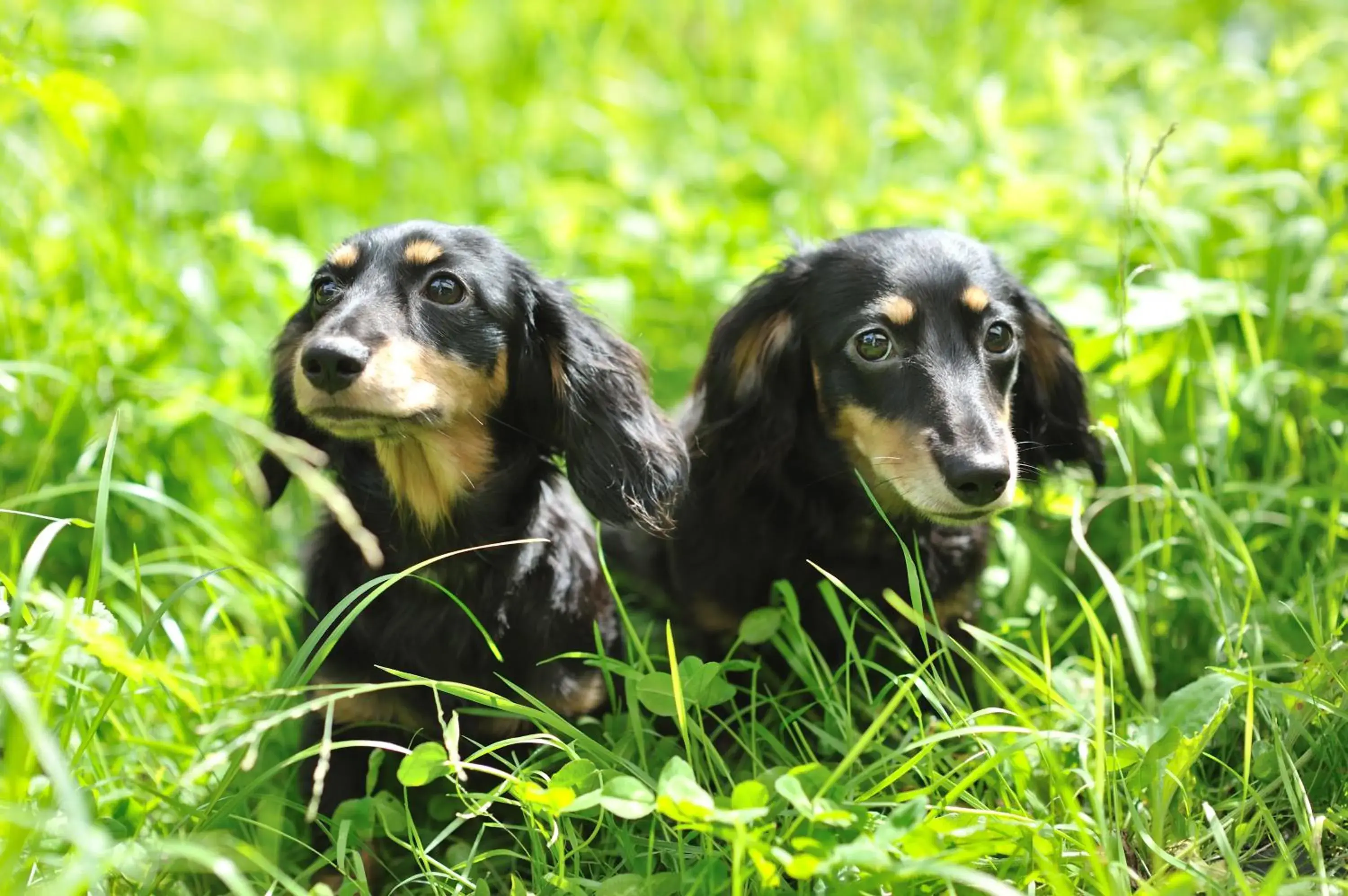 Pets in Mogamitakayu Zenshichinoyu Ohira