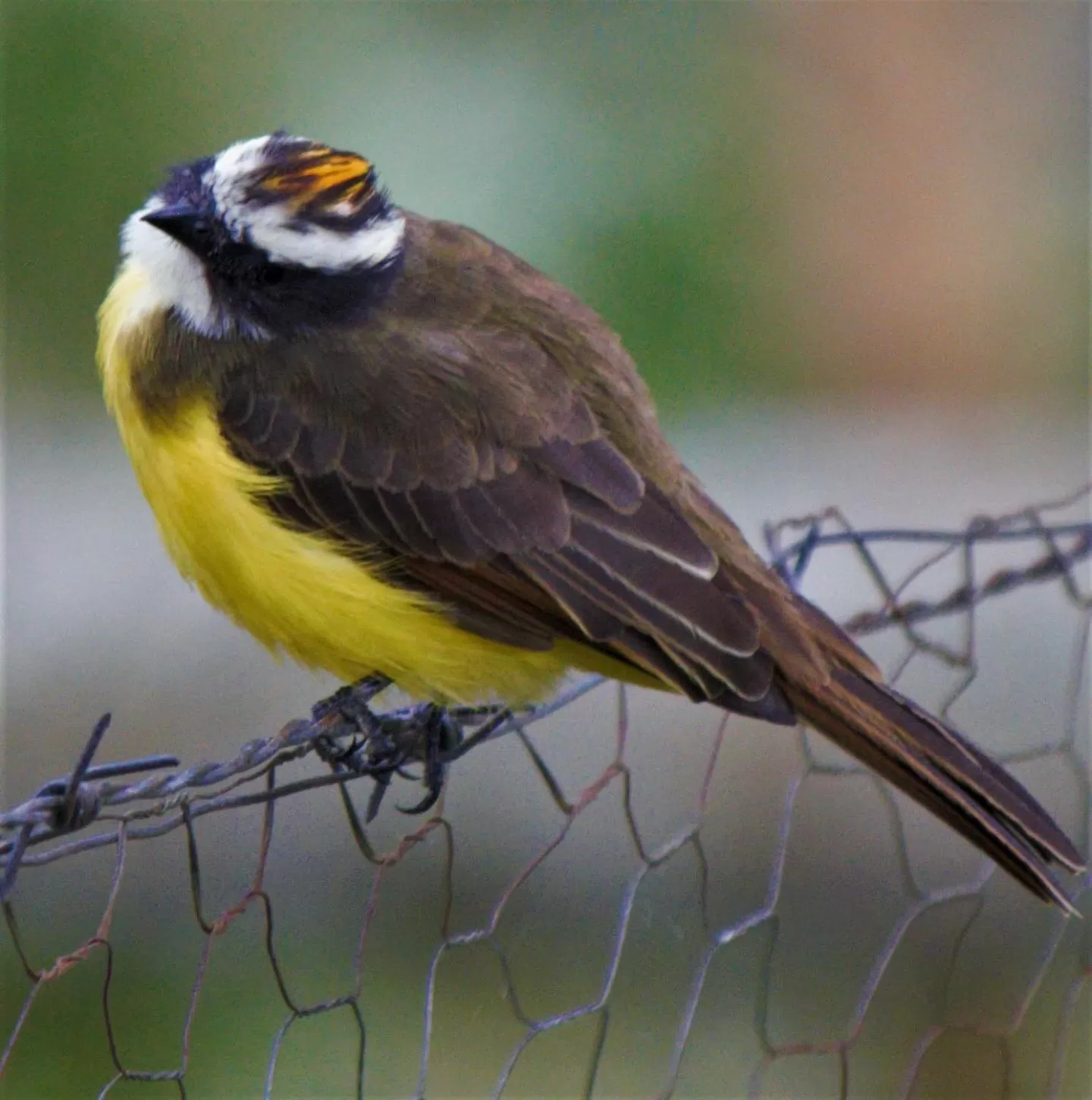 Animals in Villa Cristina - Casa Boutique