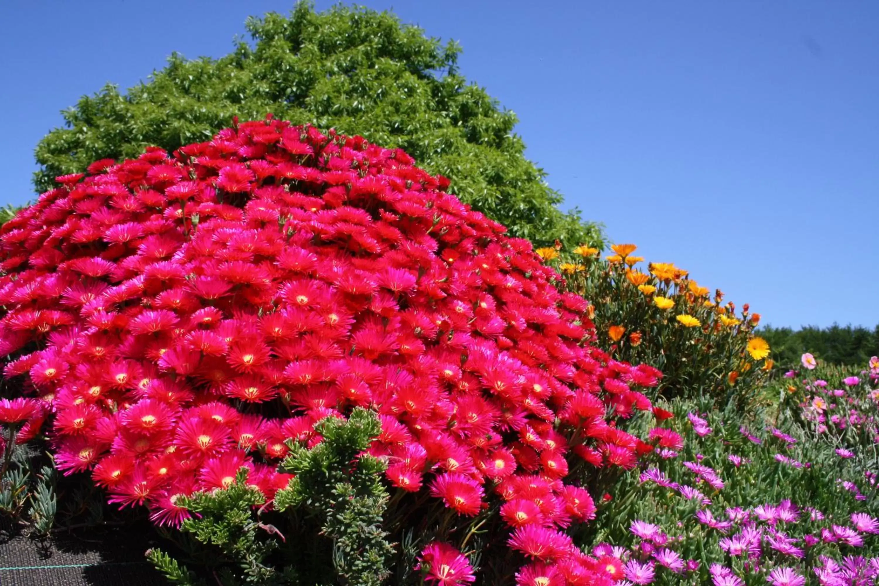 Garden in Breizh A-Gevret