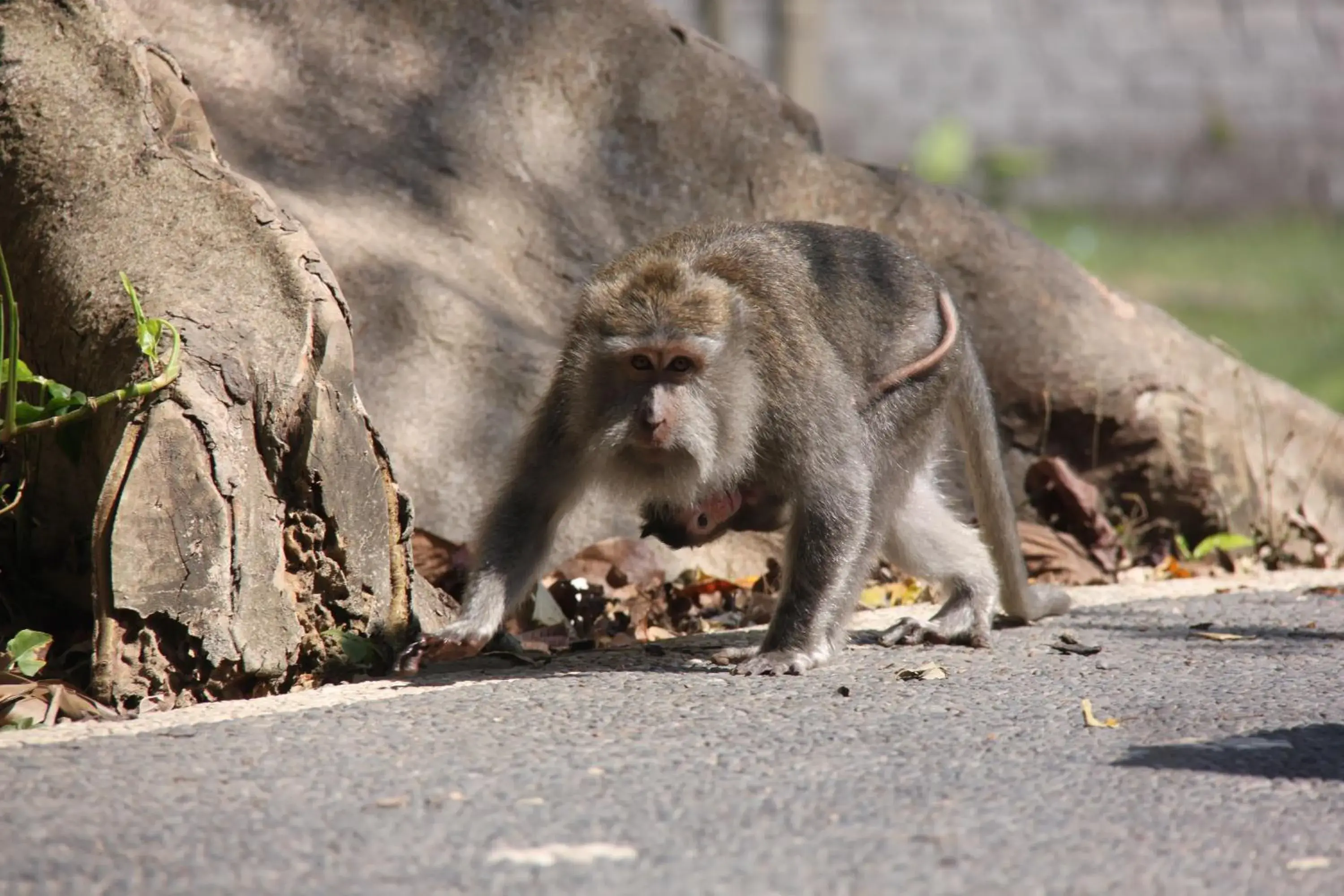 Animals, Pets in Umaya Villa Ubud