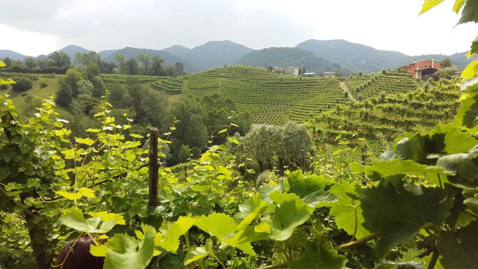 Natural landscape in Wine Hotel San Giacomo Activity & Wellness