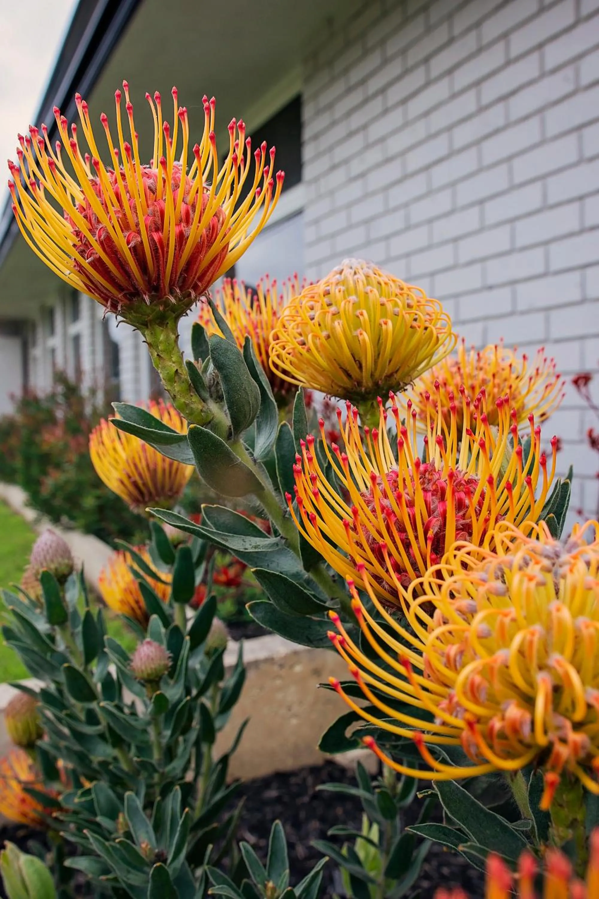 Garden in Ace Accommodation Albany