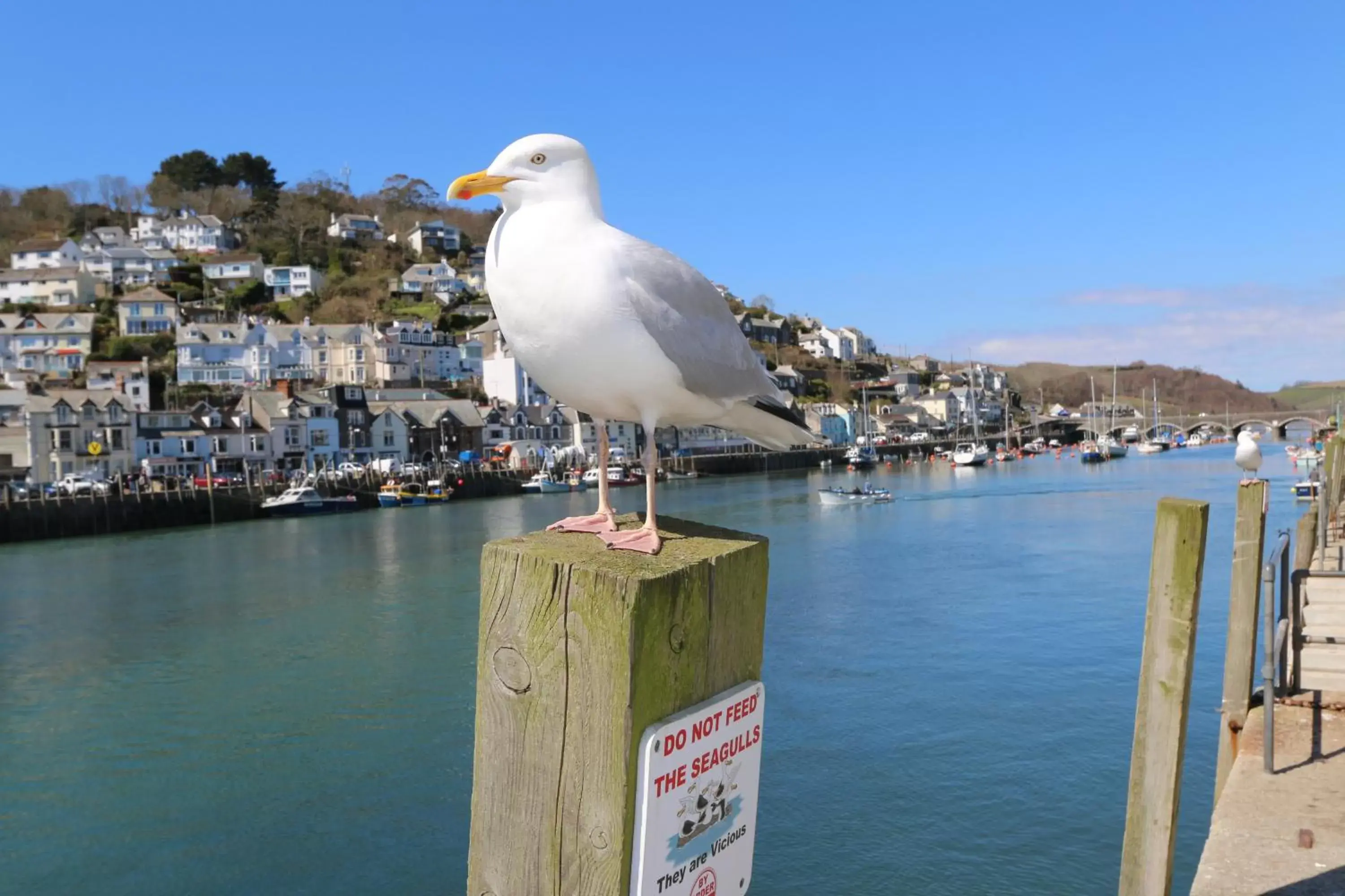 Off site, Other Animals in Portbyhan Hotel