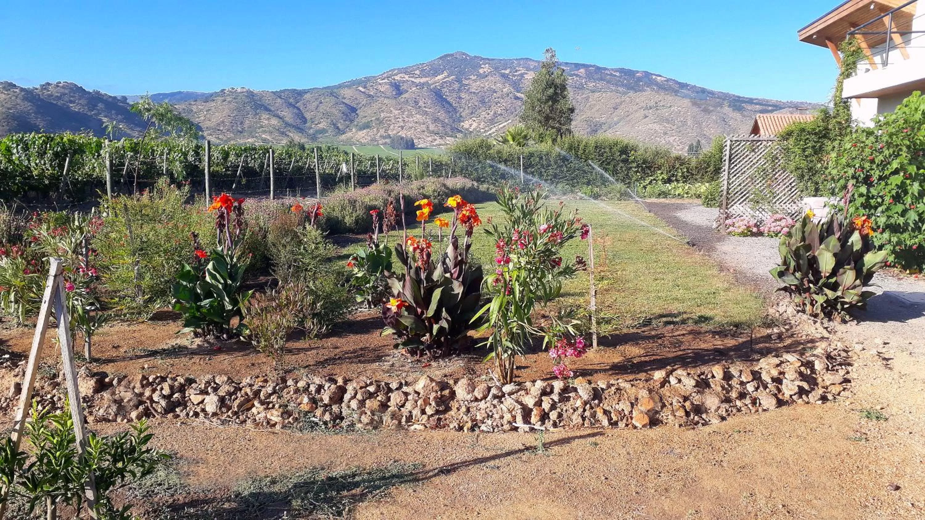 Garden view in Callihue Lodge