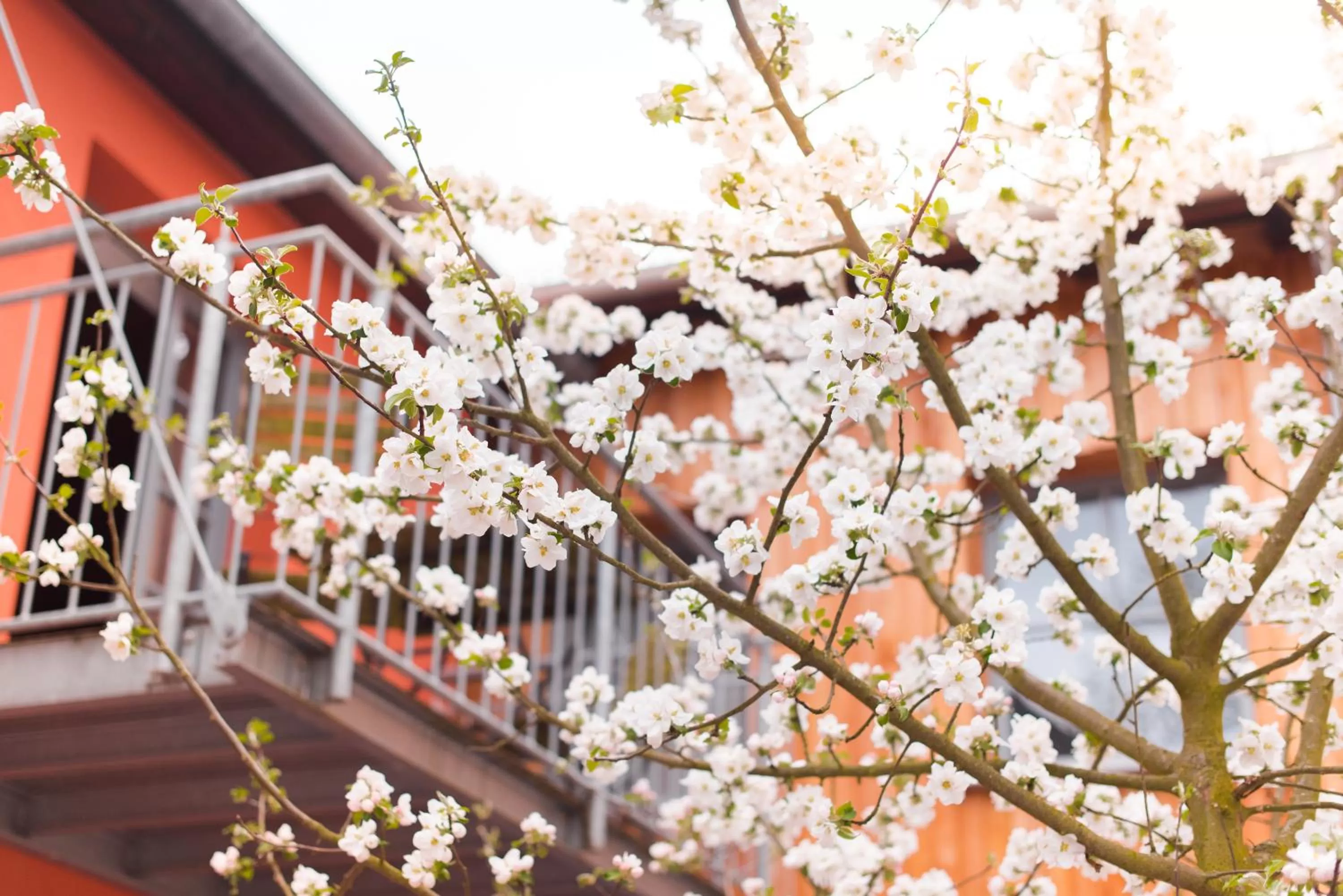 Balcony/Terrace in Biohotel Kunstquartier